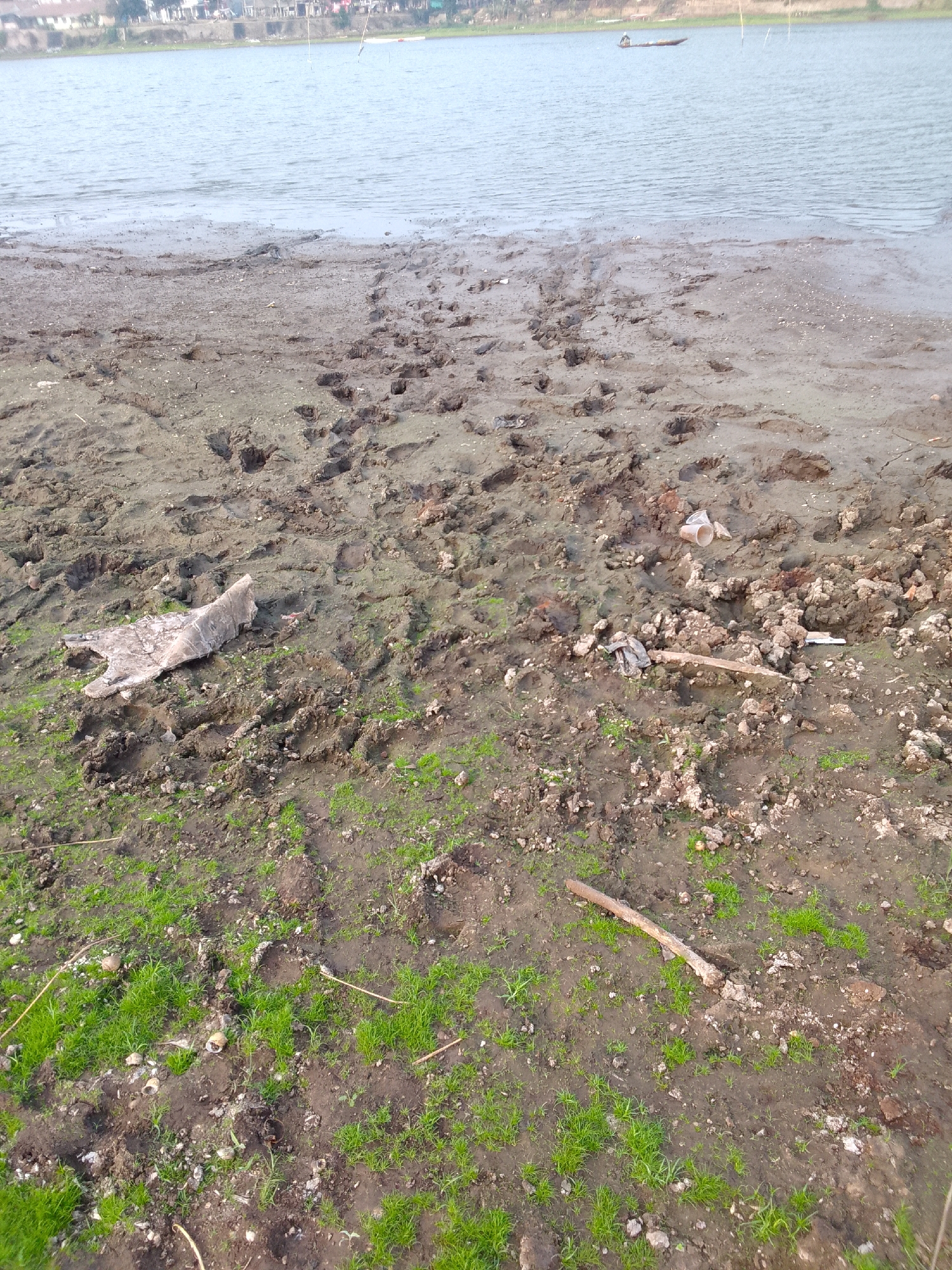 The image depicts a muddy shoreline at the edge of a body of water, likely a lake or river, with a distant, low-lying treeline and buildings visible on the far bank, suggesting an urban or semi-urban setting in Ciburuy, Indonesia. The foreground is dominated by dark, wet mud, heavily imprinted with numerous footprints of varying sizes, indicating recent human or animal activity. Scattered across the mud are debris, including a white, flattened object resembling a piece of plastic or fabric, a plastic cup, and several pieces of wood or bone-like material. Small patches of vibrant green grass are beginning to grow through the mud in the lower portion of the image, interspersed with small shells or stones. The water itself appears calm, with a slight ripple on its surface. A small, elongated boat with a single occupant is visible in the middle distance on the water. The overall impression is one of a natural environment impacted by human presence and potentially affected by fluctuating water levels.