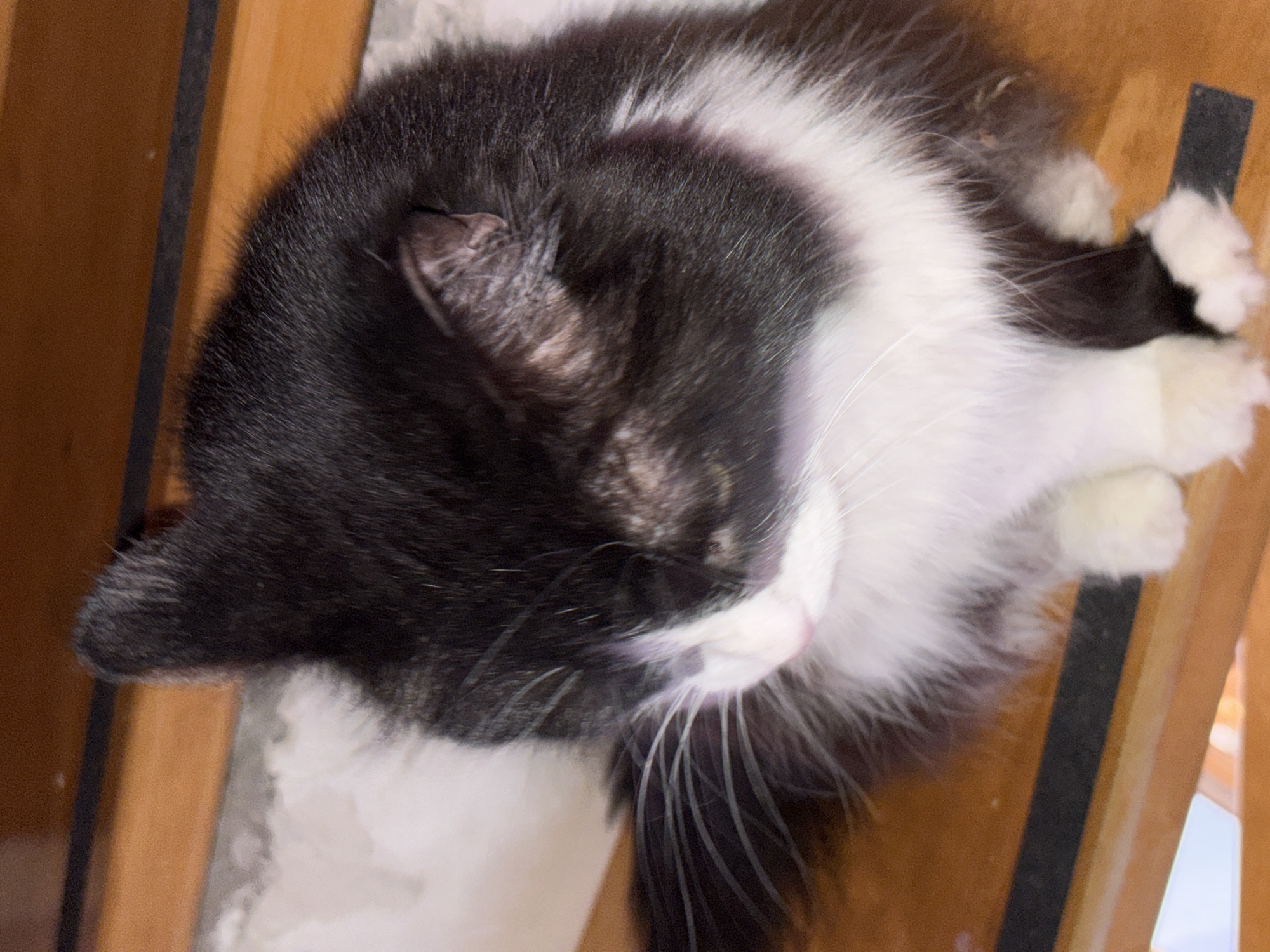 The image shows a black and white cat lying on a wooden surface. The cat's head is positioned in the upper left corner of the image, with its white chest and paws extending towards the right. The cat's eyes are closed, and its whiskers are visible. The wooden surface appears to be part of furniture or a structure with vertical wooden slats. The lighting suggests an indoor setting. There's no indication of the city of Прикамский, Russia, within the visual content of the image.