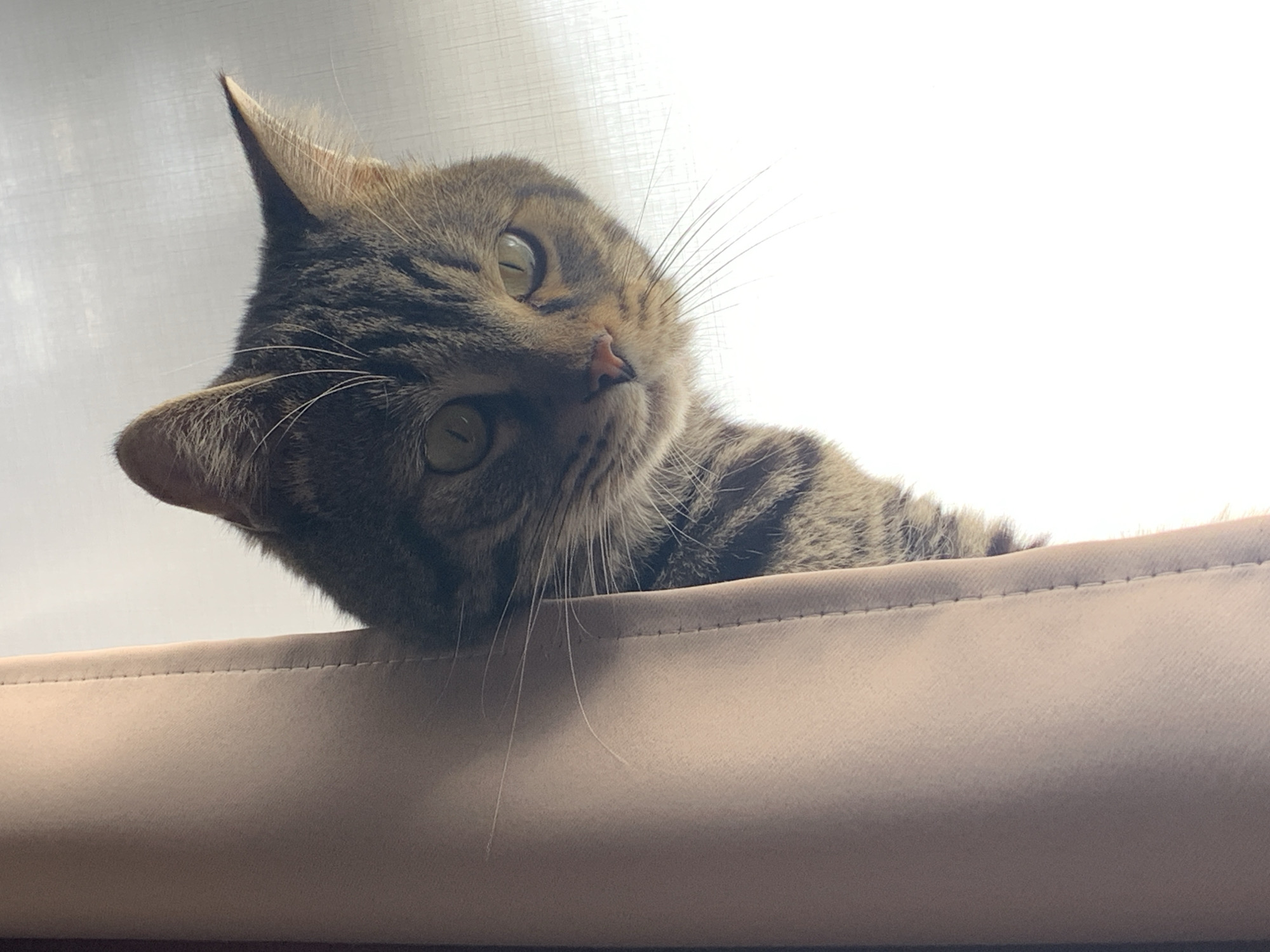 A tabby cat with brown and grey striped fur and green-yellow eyes is depicted looking upwards and slightly to the right, its head tilted. The cat is peering over the top edge of a light brown or beige piece of furniture, possibly a sofa back, chair, or cat bed, which has visible stitching along its top seam. Its face is the primary focus, with its pink nose and long white whiskers clearly visible against the bright background.
The lighting appears to be natural and bright, coming from behind the cat, causing the background to be mostly overexposed white. There is a subtle, faint pattern of light grey texture in the upper left corner of the background, possibly indicating a window with sheer curtains or blinds. The cat's expression conveys curiosity and alertness. The setting appears to be indoors during daytime. There is no visible text in the image.