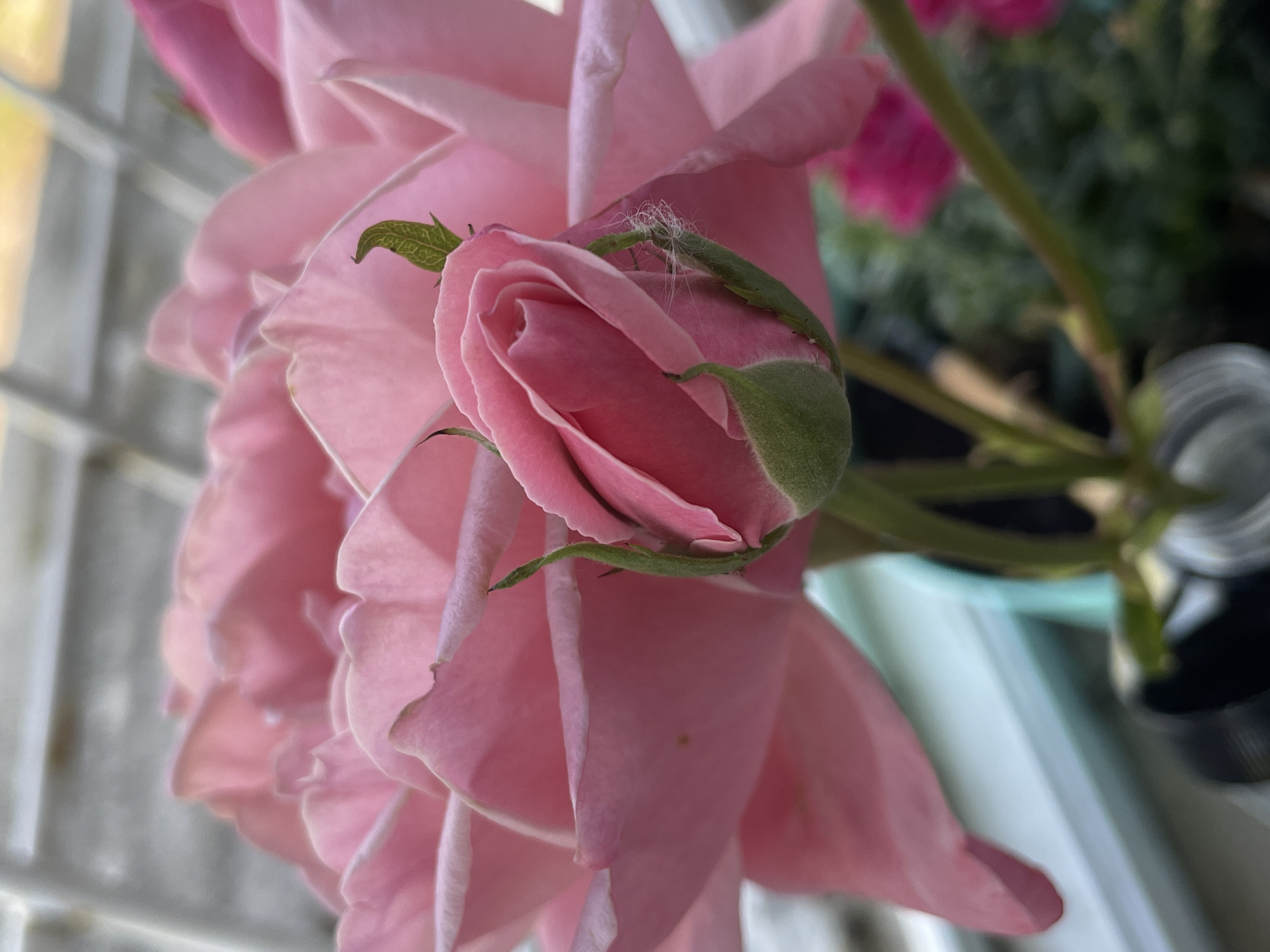 A close-up, eye-level shot shows a partially opened pink rosebud in the foreground, nestled amongst the larger, fully bloomed pink petals of another rose. The rosebud has a green sepals and delicate, pale pink petals beginning to unfurl. A few strands of white fuzz are visible on the sepals of the bud. The background is blurred, with hints of green foliage and the soft, diffused light of what appears to be an indoor setting, possibly a greenhouse or a room with large windows. There is no discernible presence of people or any identifiable urban features that would place it specifically in Timișoara, Romania.