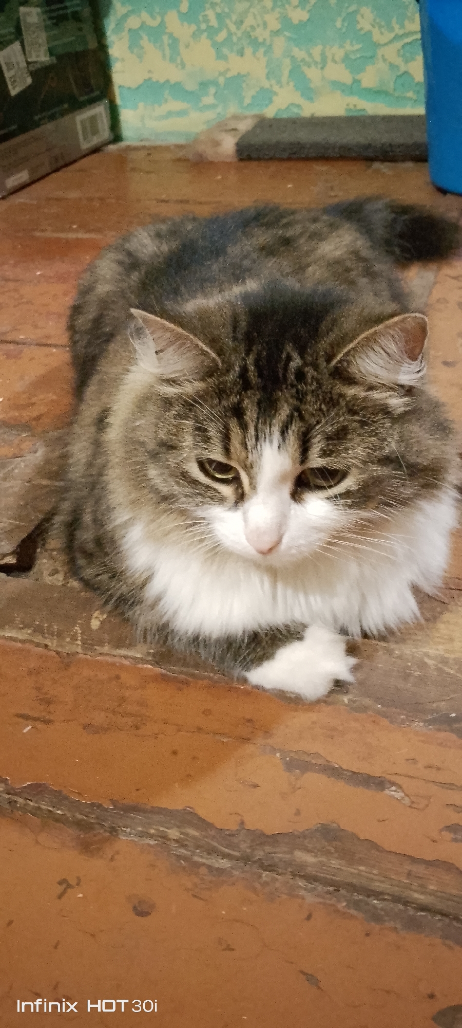 The image shows a fluffy cat with gray, white, and brown fur lying on a wooden floor. The cat is facing forward with its eyes partially closed. The floor appears worn and has an uneven surface with visible grain and some discoloration. In the background, a wall with a textured, light green and yellow pattern is visible. To the left, a corner of a dark box or container is present. To the right, a portion of a bright blue object, possibly a bucket or container, can be seen. The overall setting suggests an indoor environment, possibly a domestic space. The image is a full-body shot of the cat. There are no people visible in the image. The "Infinix HOT 30i" watermark at the bottom indicates the device used to capture the image. The location in the city of Kedrovy, Russia, is not discernable from the visual information present in the image.