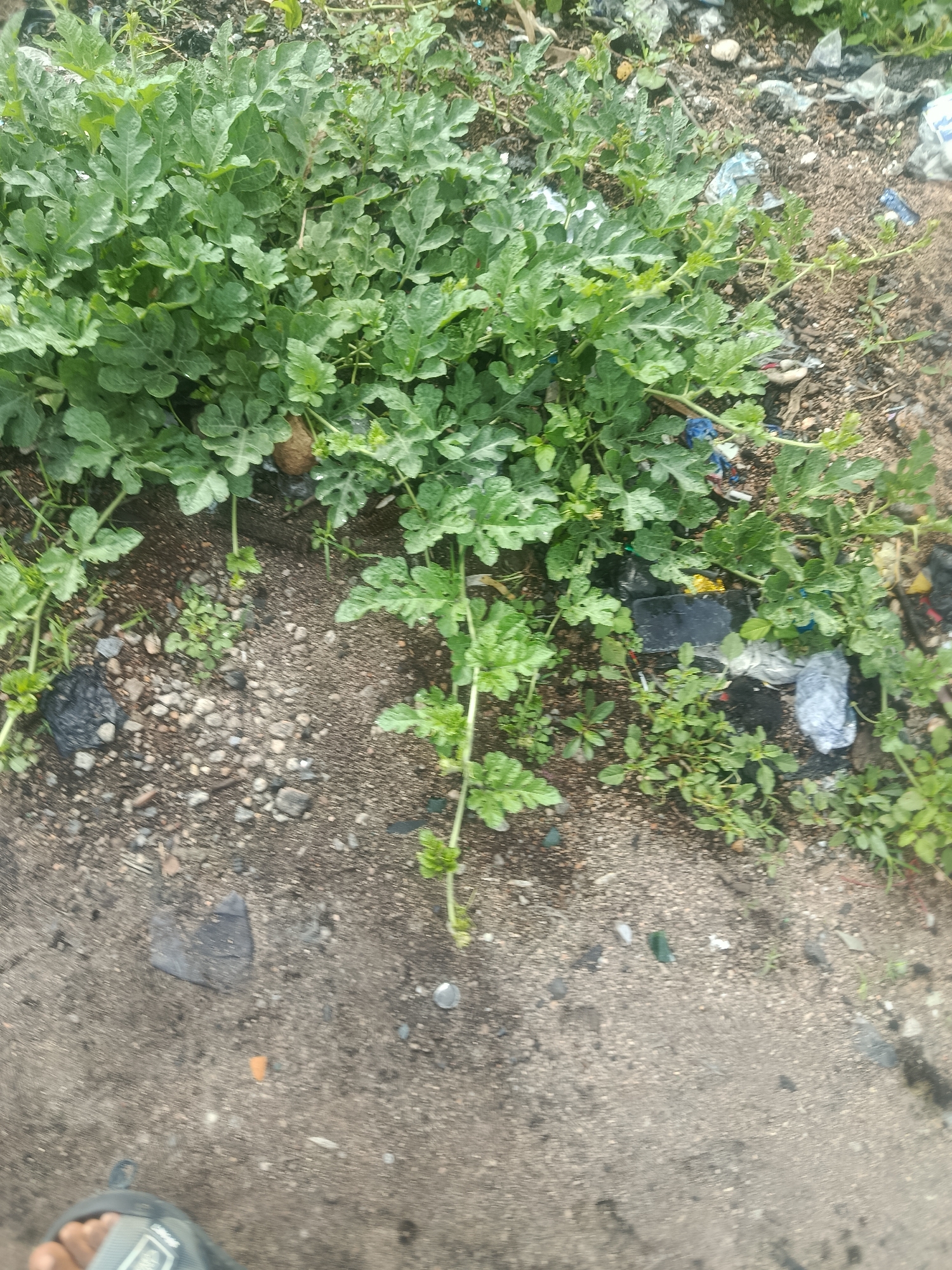 In the city of Jalingo, Nigeria, a dense cluster of watermelon vines grows amidst scattered debris on a patch of dry, dusty ground. The plants, characterized by their broad, lobed leaves and trailing stems, occupy the majority of the frame, their vibrant green contrasting with the muted tones of their surroundings. Interspersed among the foliage and on the ground are various pieces of litter, including crumpled plastic bags, colorful wrappers, and small fragments of what appear to be discarded materials. A gray, coarse concrete path borders the lower portion of the image, showing some discoloration and embedded pebbles. Partially visible in the bottom left corner, a person's foot clad in a sandal rests on the concrete, suggesting human presence in the area. The overall scene depicts an urban or peri-urban environment where nature is encroaching on an area affected by waste accumulation.