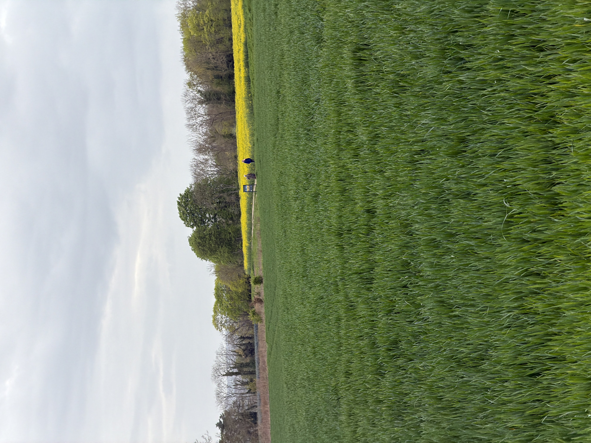 A landscape shot of a grassy field with a row of yellow rapeseed flowers. Two indistinct figures stand near a sign or information board in the middle distance. The sky is overcast. This location is in Auvers-sur-Oise, France.