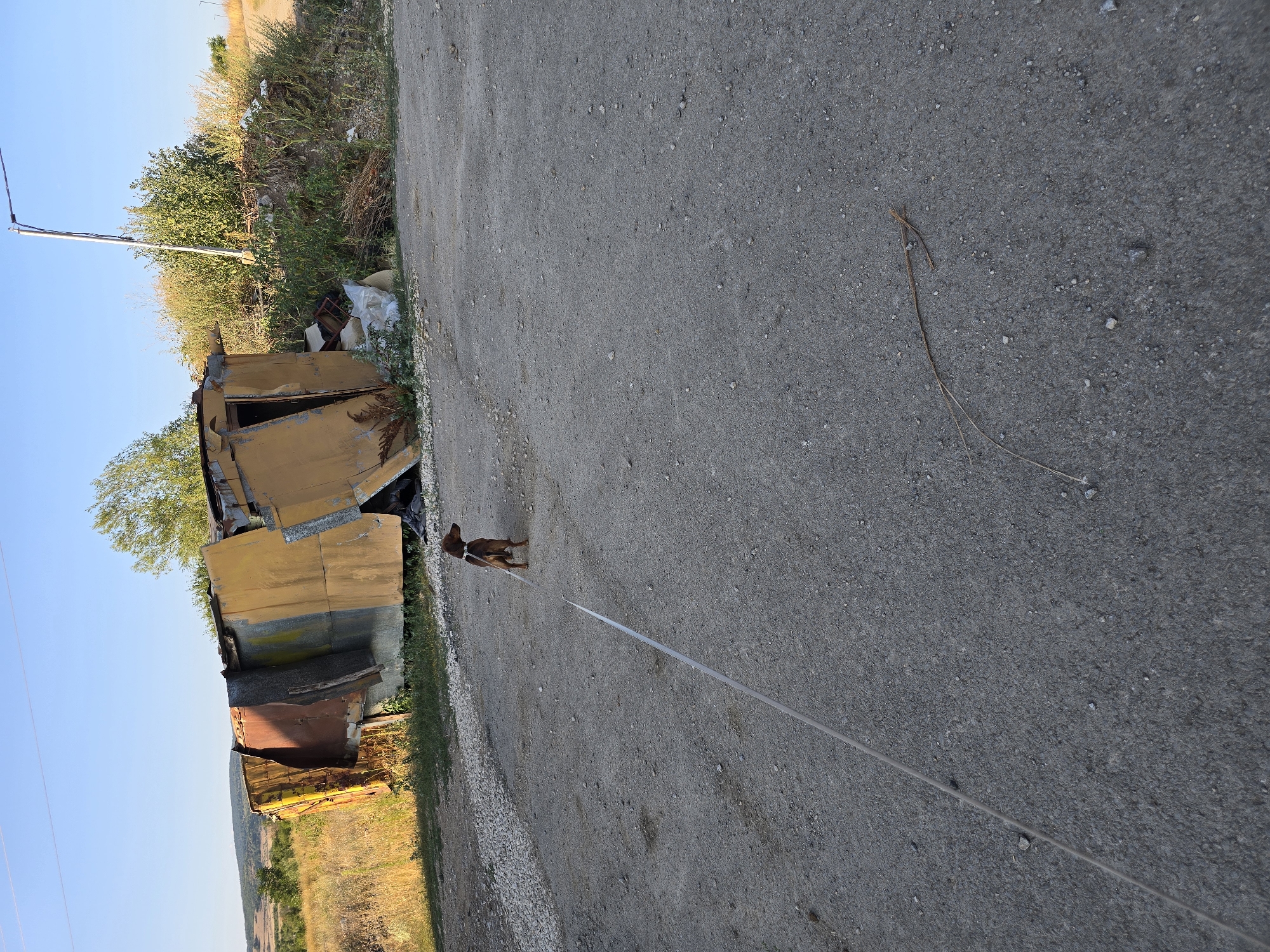 An adult, brown, short-haired dog stands on a gravelly dirt road, looking to the right. The dog is on a leash, which extends towards the bottom left of the frame. In the background, a damaged yellow structure, possibly a shipping container or small building, leans precariously. Debris, including plastic bags and other trash, is piled around the structure. Vegetation, including dry grass and green bushes, is visible surrounding the wreckage. A streetlamp stands to the right of the debris pile. The sky is clear and blue, indicating daytime. The overall scene appears to be an outdoor area on the outskirts of a settlement, possibly a junkyard or an abandoned lot.