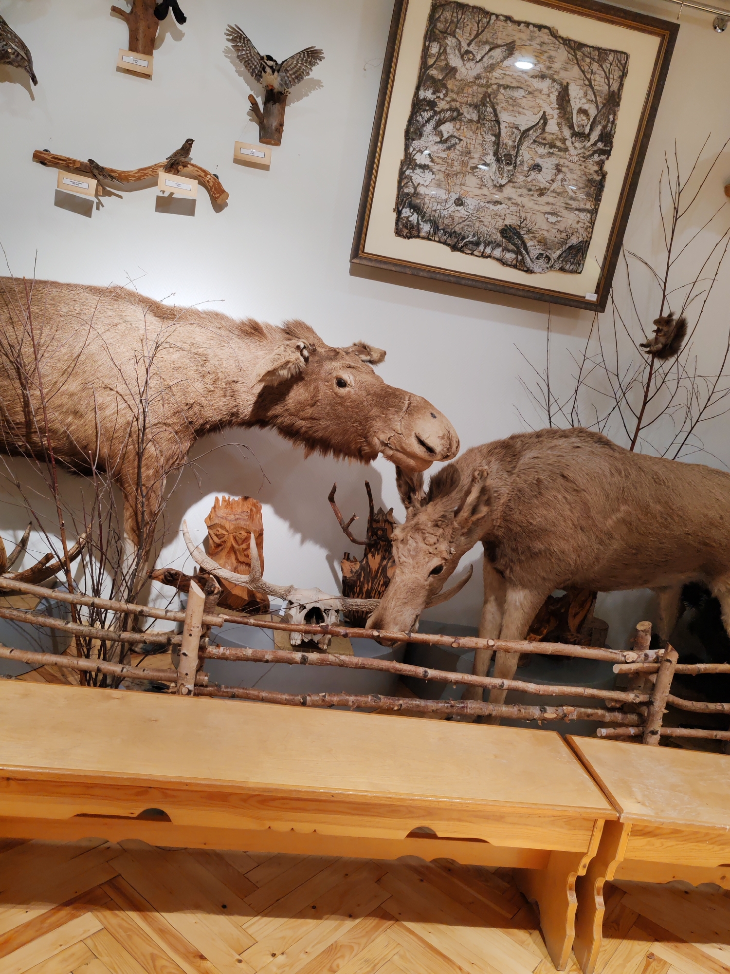 The image depicts a display within a building, likely a museum or educational exhibit, featuring taxidermied animals and naturalistic elements. Two taxidermied moose are prominently displayed, positioned behind a rustic wooden fence. The moose are light brown in color and appear to be in a naturalistic setting, with bare branches and twigs arranged around them. To the left of the moose, a taxidermied bird of prey is mounted on a wooden branch. Above and to the right of the moose, a framed artwork hangs on the wall, depicting owls in a forest scene rendered on birch bark. A taxidermied squirrel is perched on a bare branch to the right of the framed artwork. In the foreground, a light-colored wooden bench or table is visible, with a herringbone patterned wooden floor beneath it. The overall impression is a curated display of local fauna and art. The location is specified as Vizinga, Russia, suggesting the exhibit is focused on the natural history or wildlife of that region.