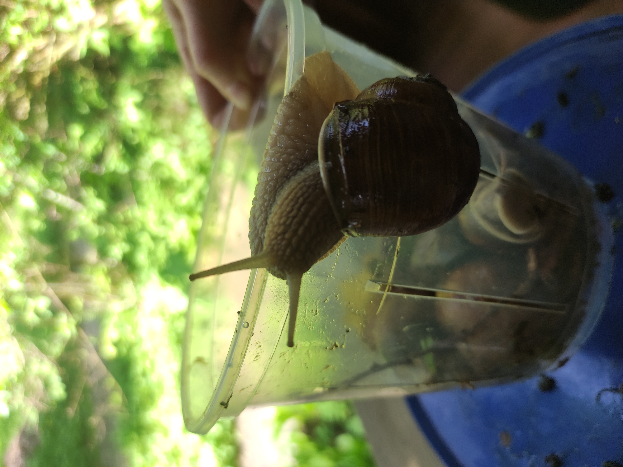 A snail is crawling on the inside of a clear plastic container. The container is being held by a hand. A blurred green background suggests an outdoor location. A blue object is partially visible on the right side of the frame, possibly a container or surface.