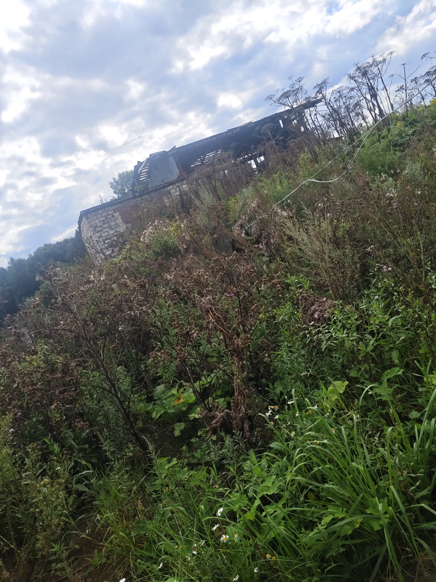 The image shows a steeply sloping overgrown area near a partially collapsed structure. The structure, visible in the upper left, appears to be an old brick building with a damaged roof. Tall, dry weeds and grasses dominate the foreground and midground, interspersed with green foliage and some small white flowers. A white cable or wire extends diagonally across the scene from the upper right towards the midground. The sky is overcast with patchy clouds. The scene is likely located in a rural or abandoned area, potentially on the outskirts of Sukho-Platoshino, Russia, given the mention of the location. There are no people visible in the image.