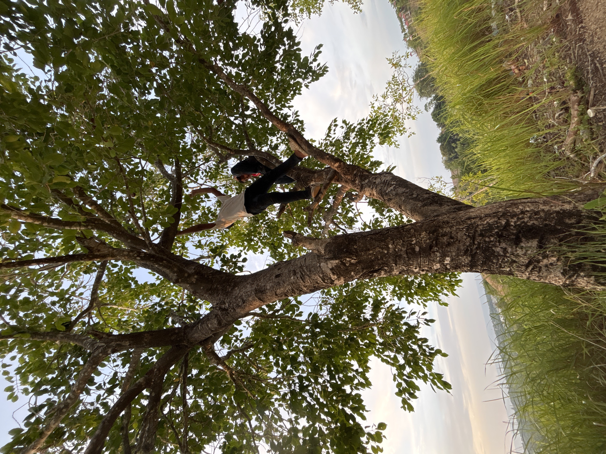 A low-angle shot depicts a person climbing a tree. The individual is wearing a white t-shirt, dark pants, and a dark jacket. They are positioned mid-climb, grasping branches to ascend. The tree is large, with a thick trunk and dense green foliage. The branches extend in various directions, partially obscuring the sky.
In the background, a grassy area stretches towards a body of water, possibly a river or lake, under a cloudy sky. Distant structures are visible on the opposite bank.
The location is likely in a natural or semi-natural area near water in Lhokseumawe, Indonesia, given the landscape features and geographic context.