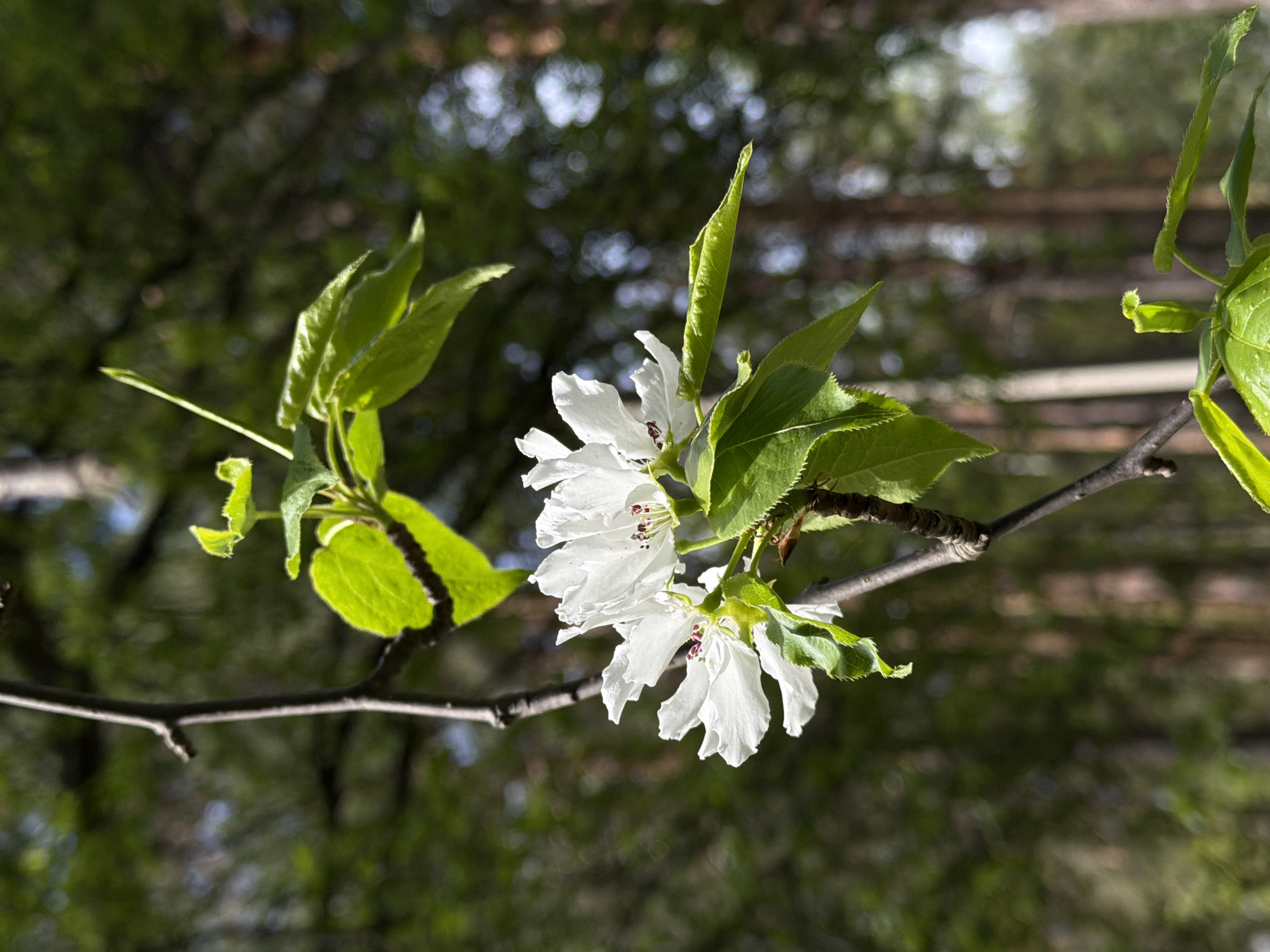 A close-up shot focuses on a branch laden with white flowers and green leaves, set against a blurred background of trees and sky. The flowers exhibit delicate, ruffled petals and dark red pistils. The scene is bathed in natural light, casting shadows on some leaves and flowers.
There is no evidence in the image to pinpoint the location in the city of Chaikovsky, Russia.