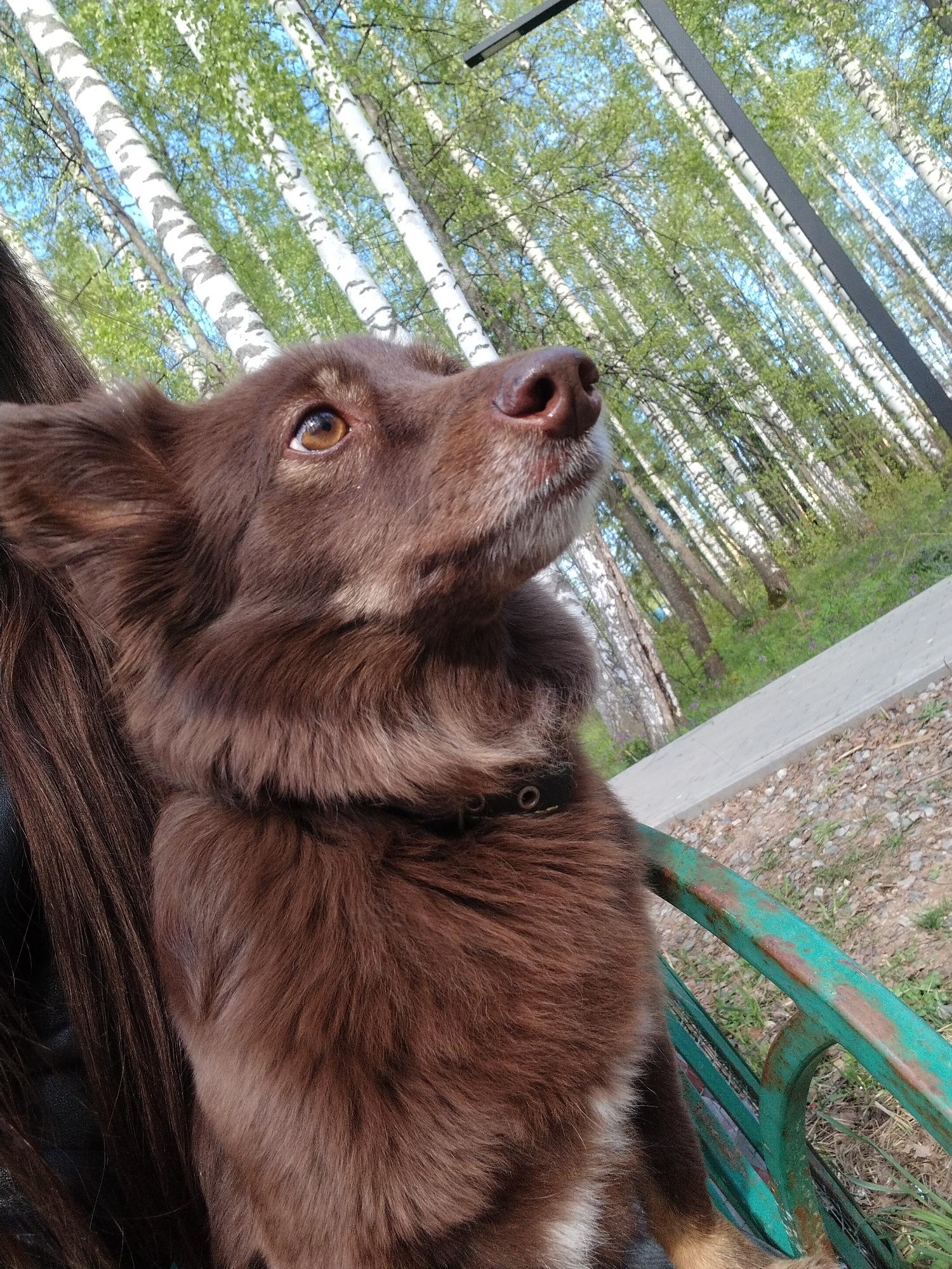 A medium-sized, brown dog with amber eyes and a black collar sits on a green metal bench, its gaze directed upwards. Next to the dog is a person with long, dark brown hair. The background reveals a park-like setting with numerous birch trees distinguished by their white bark and green leaves. Above, a light blue sky is visible. The scene appears to be in Noviy, Russia.