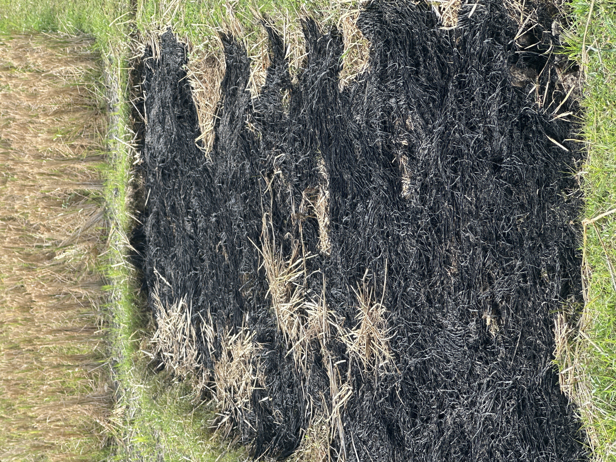 The image depicts a patch of scorched earth and straw in what appears to be a rice paddy field in Sukawati, Indonesia. The foreground and edges of the frame show vibrant green grass, contrasting with the blackened, charred remains in the center. Scattered amongst the ash are remnants of dry, golden straw, indicating that the area has recently been burned, likely as a method of agricultural residue management. The background is filled with standing, dry stalks of harvested crops, suggesting the field has recently undergone harvesting. The lighting suggests it is daytime, likely under sunlight. There are no people or animals visible in the image.