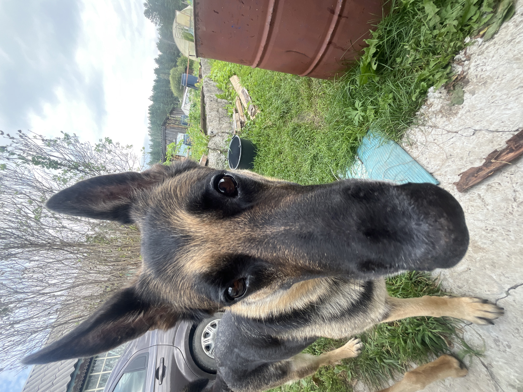 A German Shepherd dog stands on a concrete patio in a backyard setting. The dog is looking directly at the camera with its snout close to the lens. In the background, there is a car, a large rusty barrel, green grass, several garden structures including what appears to be a greenhouse, and trees. The sky is overcast. The scene appears to be located in a suburban or rural area of Nizhny Tagil, Russia, consistent with a dacha or a house with a large garden.