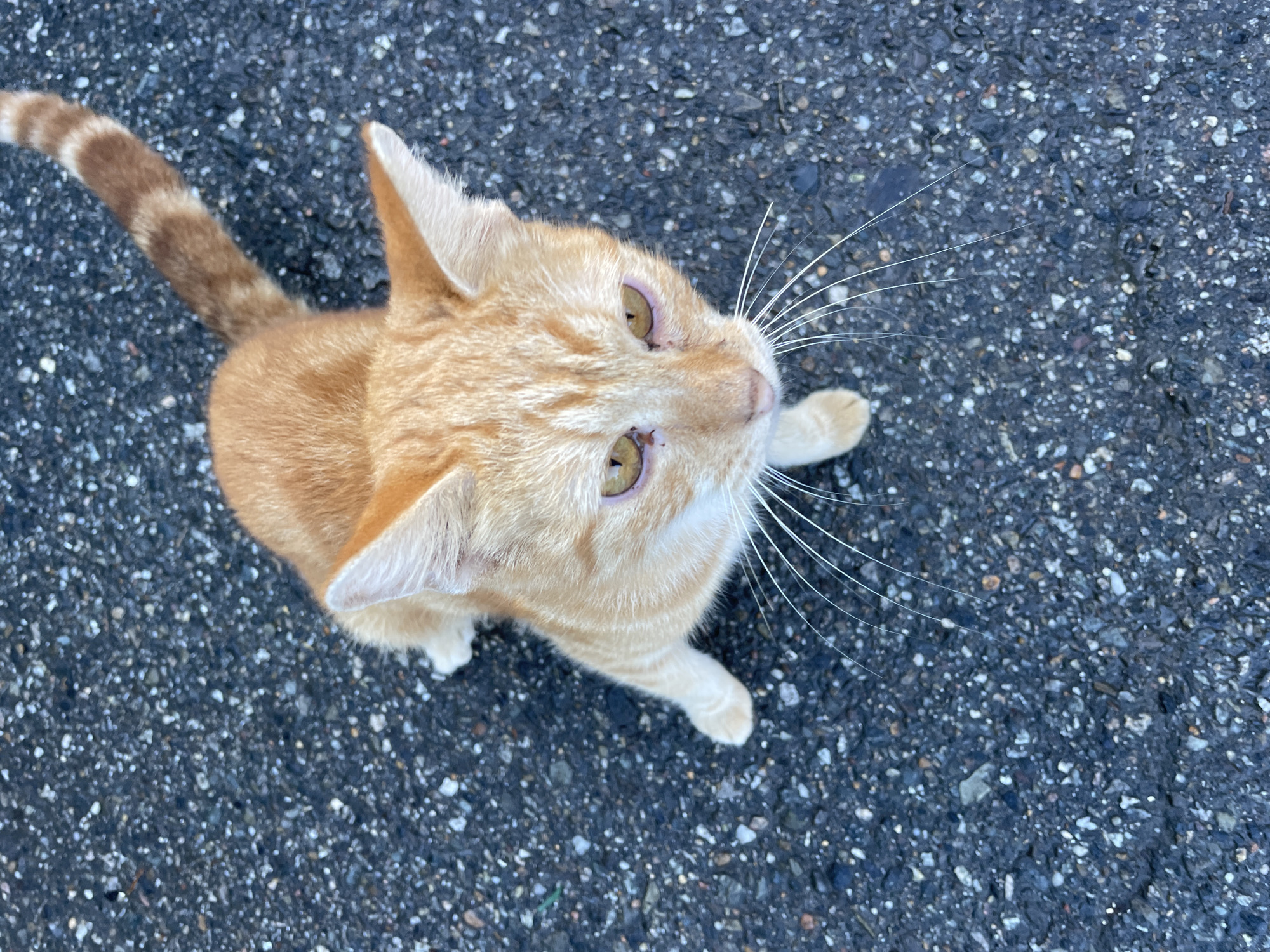 This is a high-angle, full-shot, eye-level photograph of an orange tabby cat sitting on a dark asphalt surface, possibly a road or sidewalk, with small stones and pebbles visible. The cat is facing upwards, looking directly at the camera. Its fur is predominantly orange with darker tabby markings on its head and tail. The cat has yellow eyes, prominent white whiskers, and light-colored ear tufts. Its front paws are visible, one slightly forward of the other. The background is evenly textured dark asphalt. There is no visible indication of the city of Sochi, Russia, within the image itself, nor are there any people or other distinguishing elements in the scene.