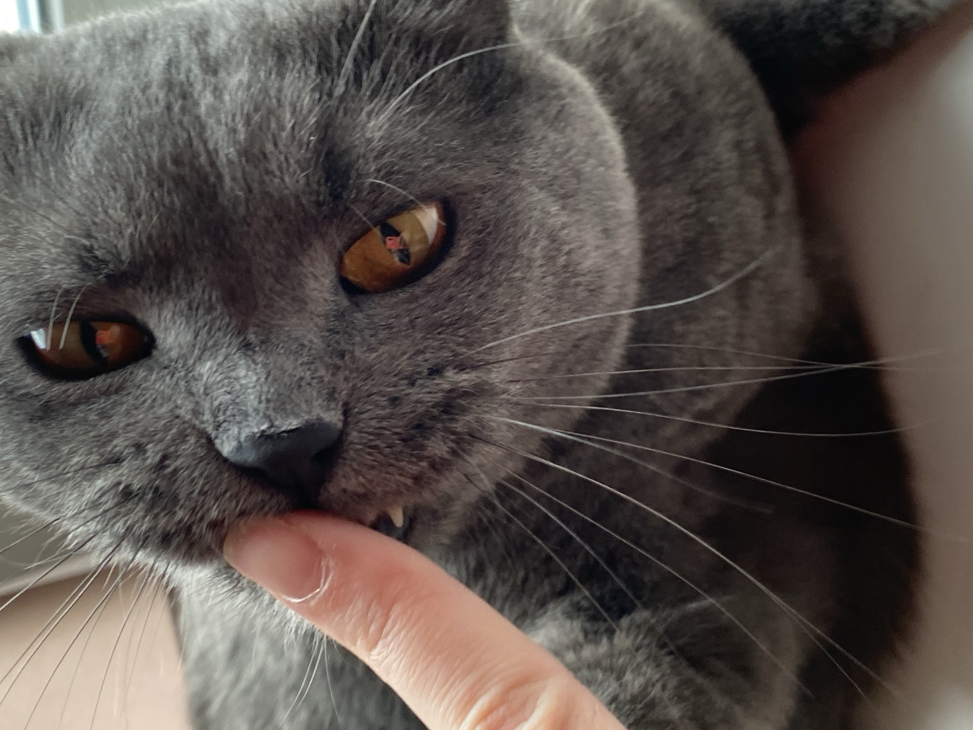 A close-up shot shows a gray British Shorthair cat gently biting a person's finger. The cat has amber eyes and its face fills the frame. The person's finger is positioned near the cat's mouth, and its sharp teeth are visible as it nibbles. The cat's gray fur is soft and plush. There are no contextual clues in the image to indicate it was taken in Votkinsk, Russia.