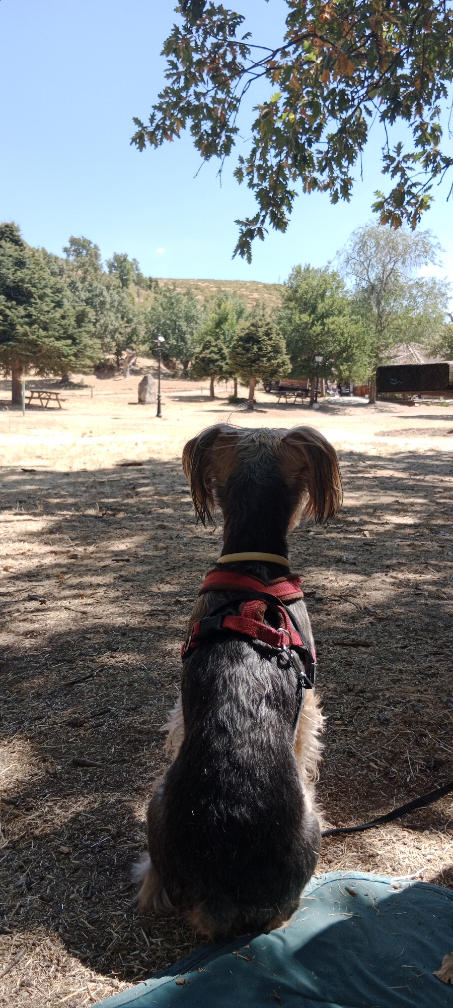The image shows the back of a small, shaggy dog wearing a red harness. The dog is sitting on a greenish mat, facing away from the camera. The ground is covered in dry leaves and twigs. In the background, there are several trees, picnic tables, and a lamppost. Beyond the trees, a hill slopes upwards, and the sky is clear and blue. The scene appears to be an outdoor recreational area, possibly a park or picnic spot, located in Cerezo de Abajo, Spain.
