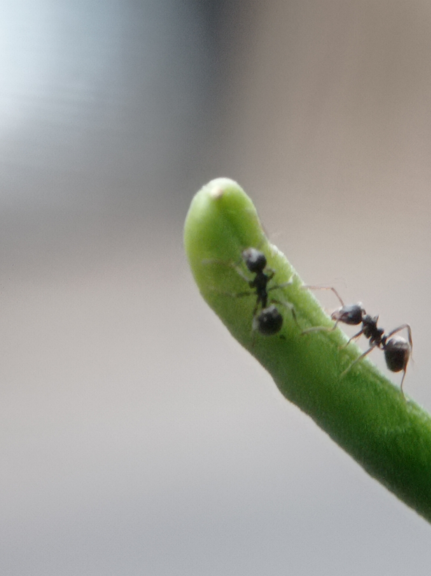 Two ants are on a green stem. One ant is in focus, to the right, and appears to be walking towards the left. The other ant is out of focus, to the left, and appears to be stationary. The background is a soft gray and out of focus. This image was taken in Mulyoagung, Indonesia.