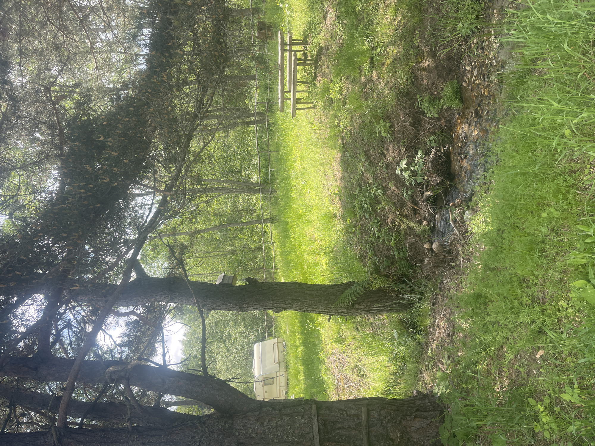 This image depicts a natural outdoor scene in Batak, Bulgaria, characterized by a sunlit forest clearing. In the foreground, a small, shallow stream with a visible pebbled bed flows across the lower right. The ground is covered with lush green grass and various wild plants, interspersed with dirt and fallen leaves. Two large, dark-barked tree trunks, likely conifers, dominate the left side of the frame, partially obscuring the view.
In the midground, a brightly lit grassy clearing contains a rustic wooden picnic table with two attached benches positioned to the right. Another similar tree trunk stands on the right, featuring a small, wooden birdhouse or bee box affixed to it. A simple wooden rail fence extends horizontally across the middle distance, delineating the clearing. Through a gap between trees on the left side of the fence, a light-colored, vintage-style travel trailer or caravan, bearing the visible letters "EMC" on its side, is parked in the grassy area beyond.
The background consists of a dense forest or woodland with numerous green trees under a bright sky, suggesting a sunny day with some visible clouds. Natural sunlight filters through the tree canopy, creating dappled light and casting shadows on the ground and under the picnic table. No individuals or active subjects are present in the scene.