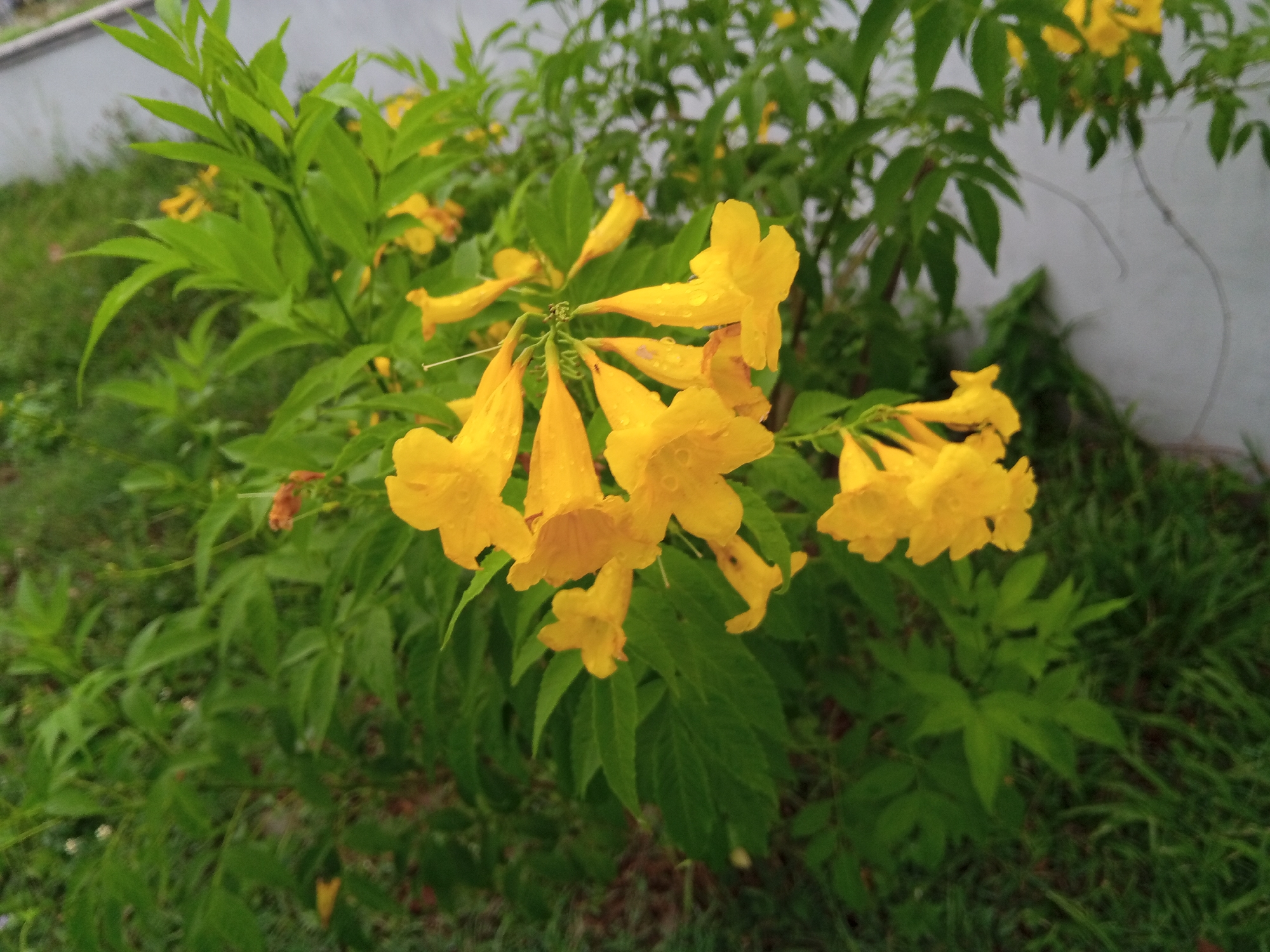 The image shows a cluster of bright yellow trumpet-shaped flowers blooming on a bush with vibrant green foliage. The flowers appear wet, possibly from rain, with visible water droplets on their petals. The bush is situated outdoors, with a greyish-white wall visible in the background to the right and green grass covering the ground. The scene suggests a natural or garden setting. The image does not depict any people or specific actions. The location is identified as the city of Bireuen, Indonesia.