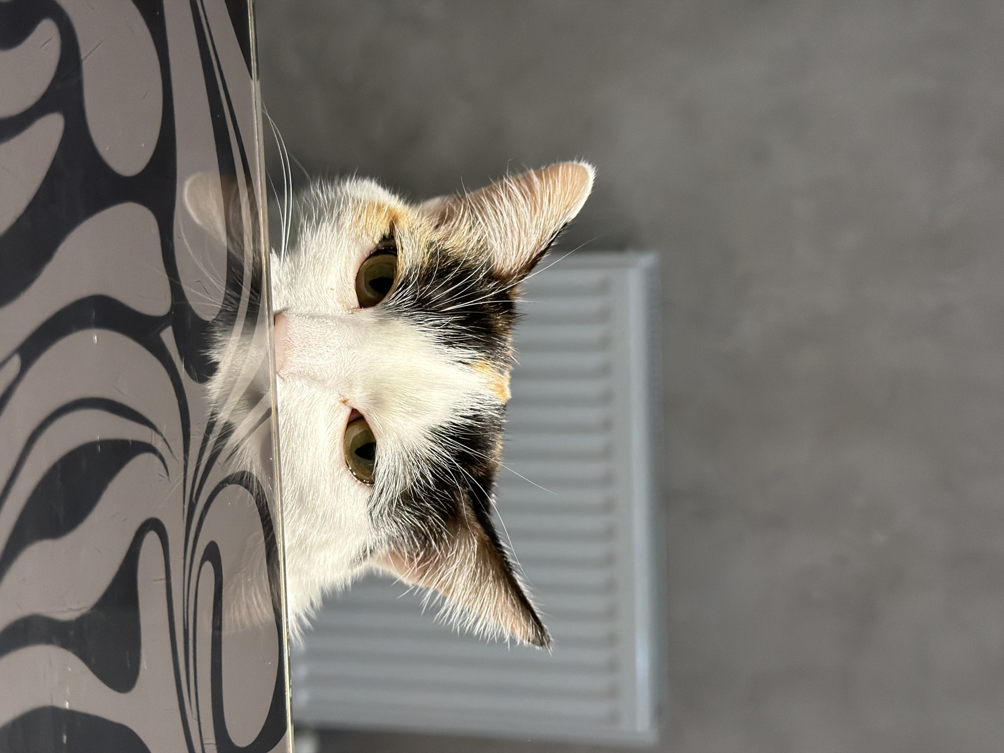 A calico cat peers from behind a black and white patterned object. The cat's face is mostly white with patches of black and orange, and its green eyes are visible. The background appears to be a grey wall with a radiator partially visible. The photo was taken in Rossiyskiy, Russia.