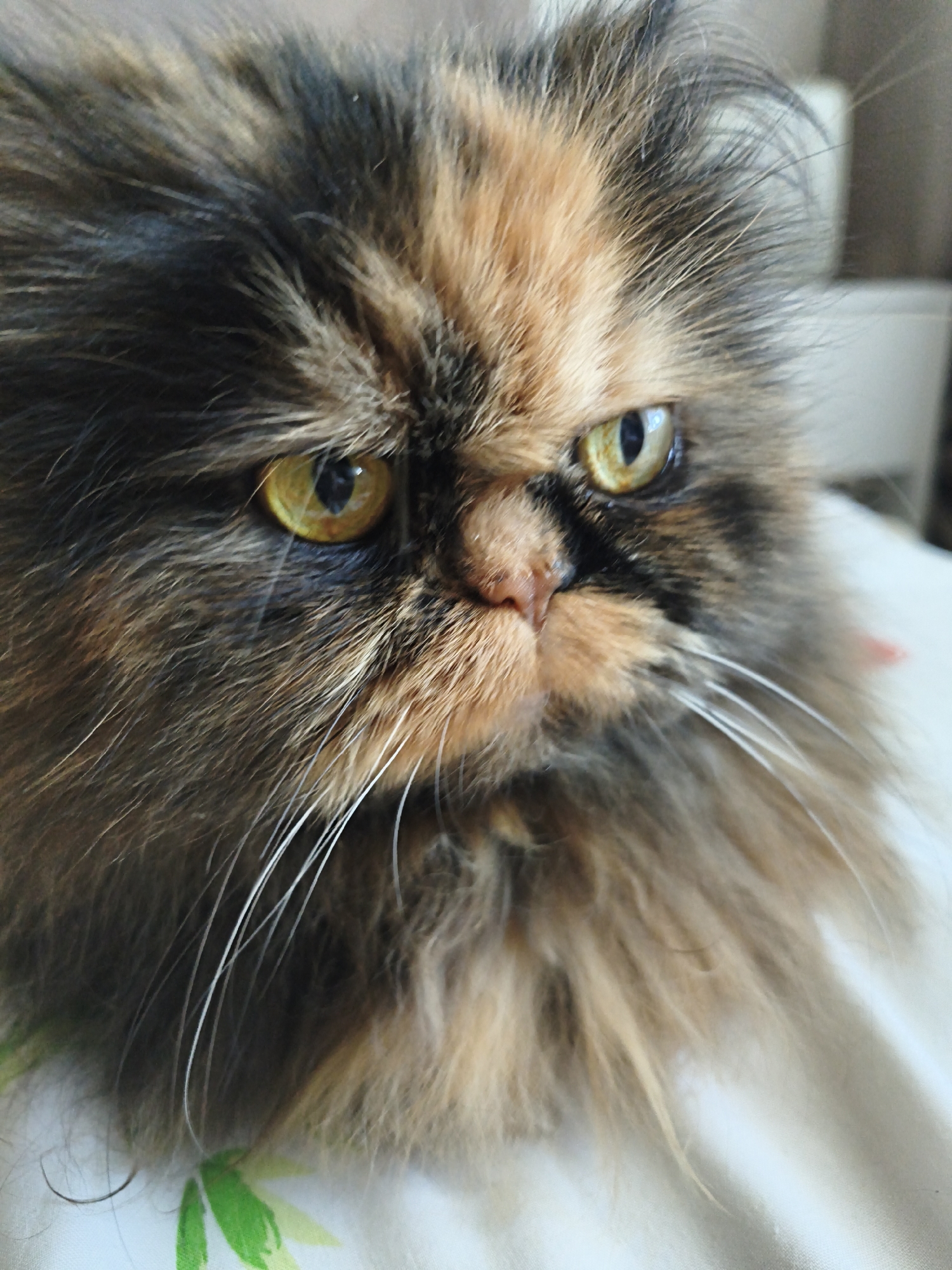 A close-up, head-on, low-angle shot shows a fluffy, tortoiseshell-colored cat. The cat has striking yellow-green eyes with black pupils. Its fur is long and shaggy, with a mixture of black, brown, and orange tones. The cat's nose is pinkish-brown. Its white whiskers are prominent and spread outwards. The background is out of focus and appears to be a light-colored surface, possibly a bed or blanket, with a subtle green leaf pattern. The lighting suggests an indoor setting. The image is focused on the cat's face, capturing its detailed fur and intense gaze.