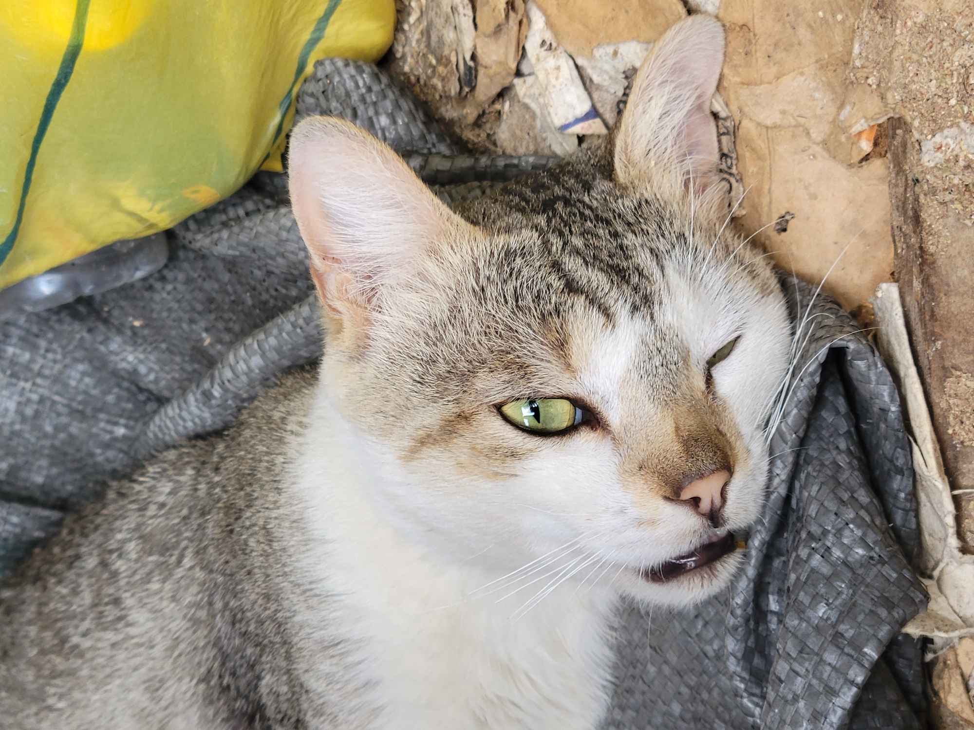 The image captures a close-up, high-angle view of a short-haired tabby cat resting in what appears to be an outdoor or semi-outdoor setting in Jos, Nigeria. The cat has distinctive grey, white, and light brown fur patterns, with prominent white fur on its face and chest. Its left eye (viewer's right) is a vibrant green and open, while its right eye is mostly closed, suggesting drowsiness or a squint. Its pinkish-brown nose and long white whiskers are clearly visible. A small part of its mouth is slightly open, revealing a hint of its dark lower lip.
The cat is positioned against a mix of materials. To its upper left is a bright yellow, possibly plastic, bag or tarp with vertical dark green stripes. Beneath the cat and extending to its lower left is a dark grey, textured fabric, possibly a woven mat or sack. The background to the right consists of earthy tones and various pieces of debris, including what looks like dried leaves, small stones, and possibly torn paper or cardboard, indicating a somewhat rough or unkempt environment. The lighting suggests it is daytime. No visible text is present in the image. The cat appears calm and relaxed.