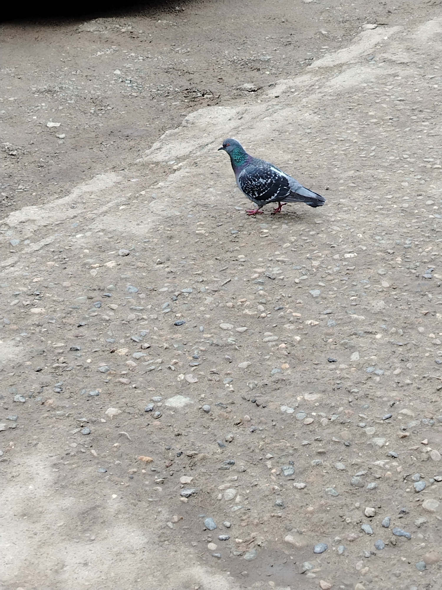 A pigeon stands on a dirt and gravel surface. The bird is gray with iridescent green and purple plumage on its neck. The background is blurred, but appears to be a street or other paved area in Noviy, Russia.