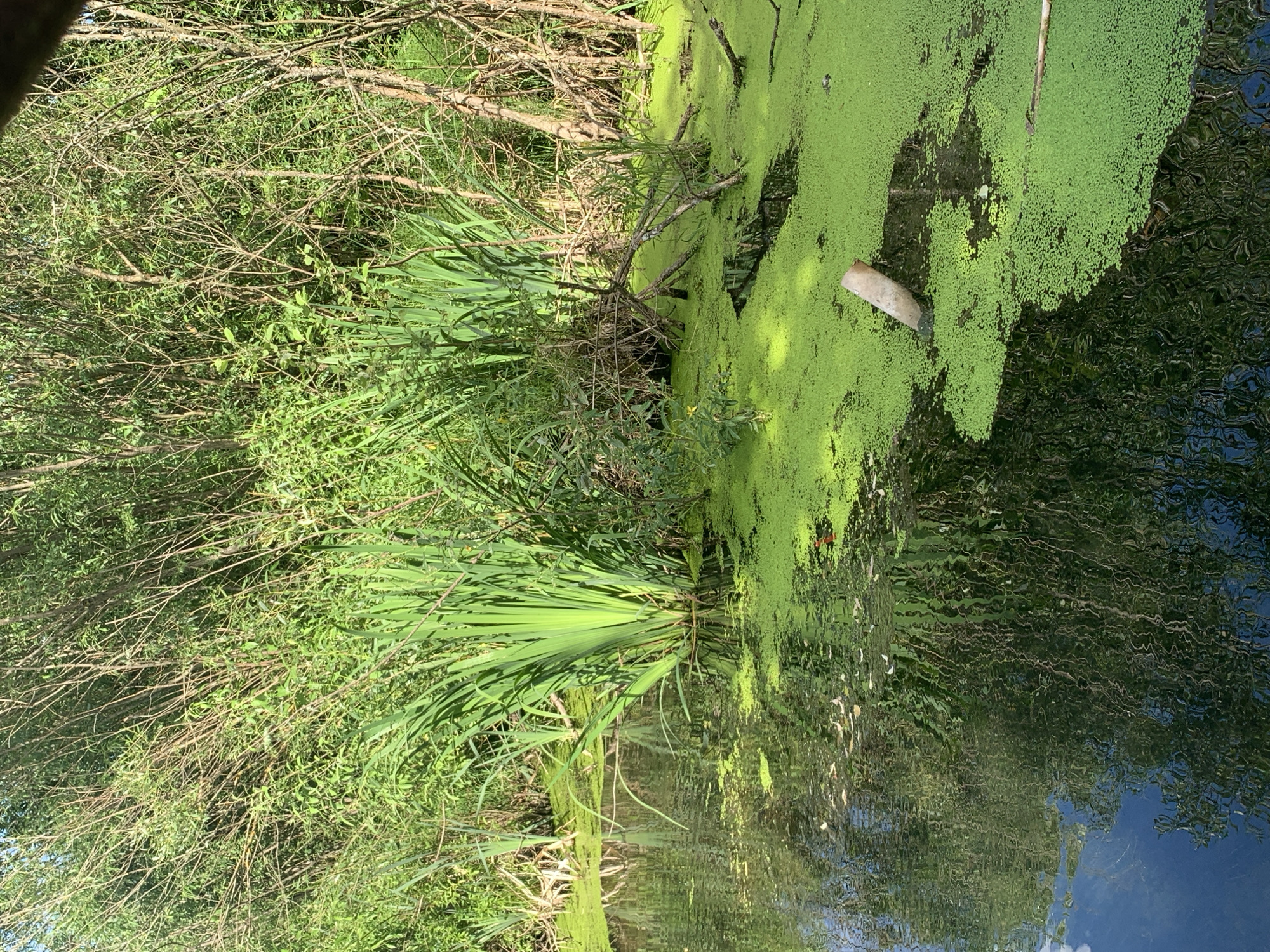 The image depicts a serene natural scene in Фоки, Russia, likely during daytime under clear weather. The primary subject is a tranquil body of water covered in a thick carpet of bright green duckweed, suggesting a still environment. To the left of the water, dense green vegetation flourishes, consisting of tall grasses and smaller leafy plants, interspersed with bare, intertwined branches of trees or shrubs.
A notable detail in the water is a light-colored object, possibly a piece of debris or a natural element like driftwood, partially submerged and protruding from the duckweed. The water itself is dark and reflective, mirroring the surrounding trees and sky, creating an impression of depth and stillness. The reflection shows intricate patterns, hinting at ripples or the texture of the submerged elements.
The overall mood is peaceful and natural, evoking a sense of quietude often found in undisturbed wetland or marshy areas. There is no visible text in the image. The composition, with the contrast between the vibrant green duckweed and the dark water, along with the lush greenery on the bank, creates a visually rich and calming landscape.