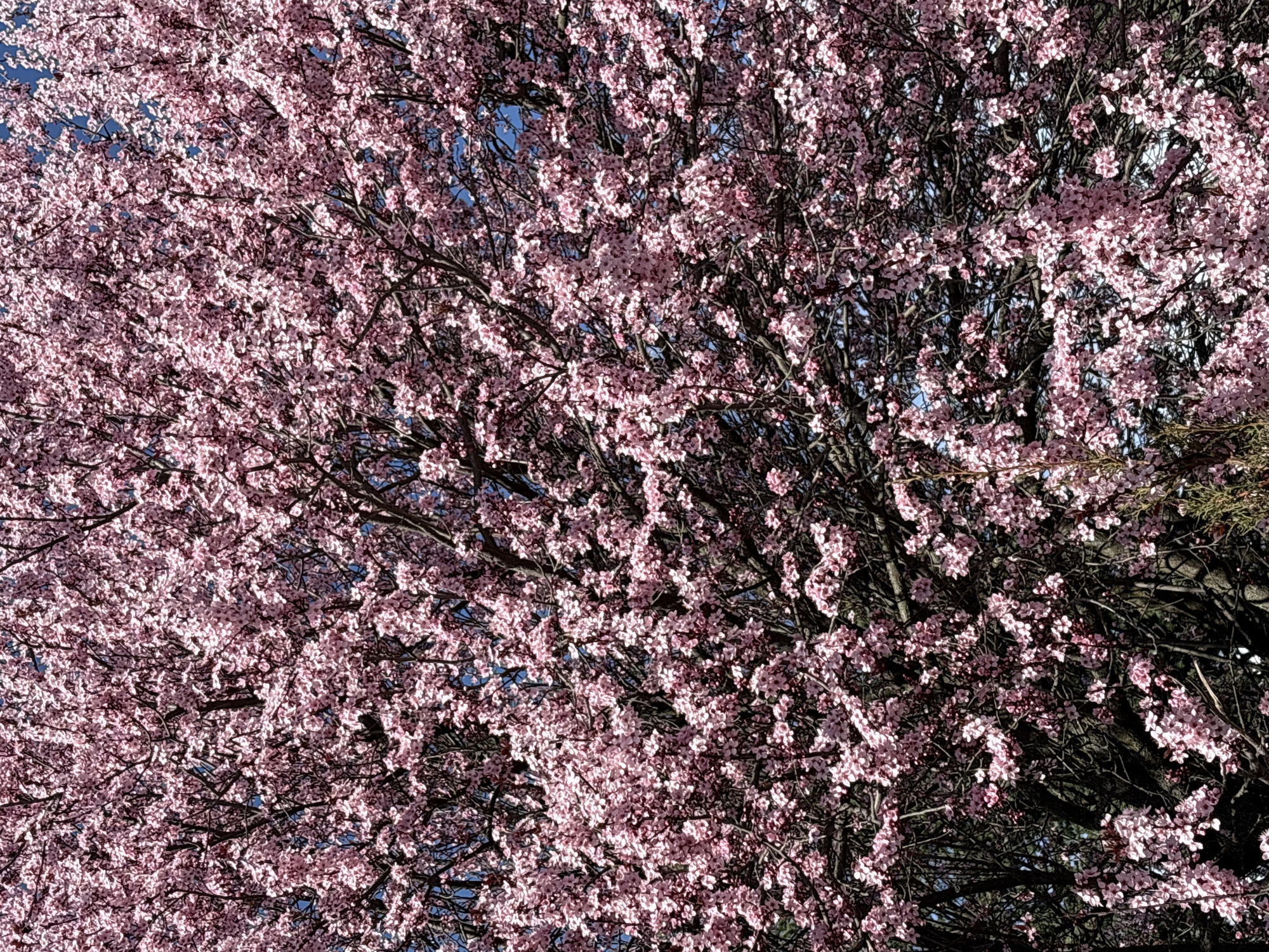 The image is a close-up shot of a tree in full bloom with pink flowers. The branches of the tree are visible, intertwined with the flowers, and some patches of blue sky can be seen in the background. The pink blossoms are the dominant feature, creating a dense canopy of color. Given the location provided, the tree is likely in or near Kazanlak, Bulgaria. There are no people visible, and the scene focuses on the flora and the natural environment.
