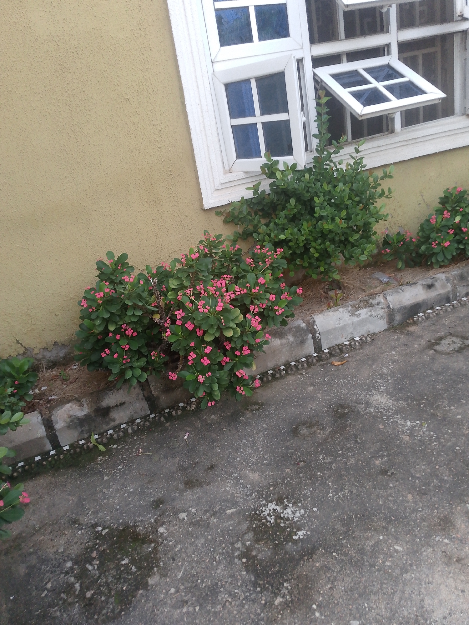 The image depicts an outdoor scene in Jalingo, Nigeria, showing a segment of a building with a textured yellow wall and a white-framed window. The window has multiple panes, some of which are open. In front of the building, there is a line of lush green bushes with small pink flowers, growing along a concrete curb. The ground in front of the curb is a rough, gray asphalt surface, appearing somewhat wet in patches. There are no people visible in the image. The lighting suggests it is daytime.