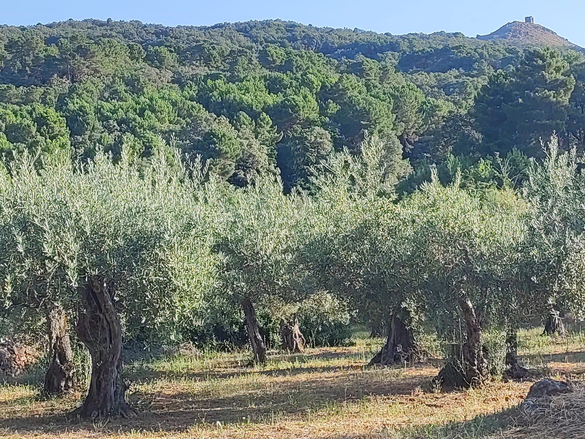 In Torre De Don Miguel, Spain, an olive grove is pictured under a clear blue sky. The foreground features several mature olive trees with gnarled trunks and dense, green foliage, casting dappled shadows on the dry, grassy ground. In the mid-ground and background, a lush forest covers a rolling hillside, with a small stone tower or ruin visible atop the furthest peak. The scene is bathed in sunlight, suggesting a warm, possibly late afternoon, day. There are no people or animals visible in the frame. The overall impression is one of natural beauty and rural tranquility.