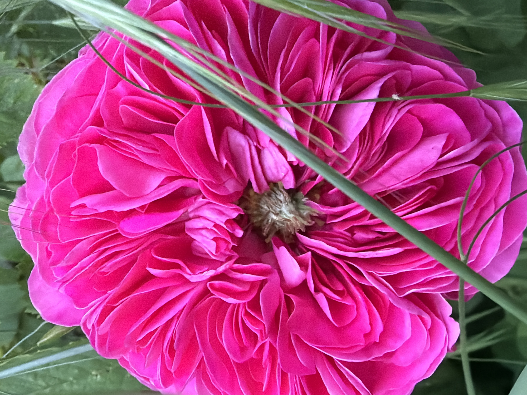 A close-up photograph captures a vibrant pink rose in full bloom. The flower is densely packed with petals, forming a complex, layered texture. A few green stems and blades of grass are visible, partially obscuring the rose. The background is soft and indistinct, suggesting foliage. The scene is likely outdoors. Since this image provides no explicit or inferential information about the city of Beryozovy, Russia, it is impossible to correlate this photograph with that location.