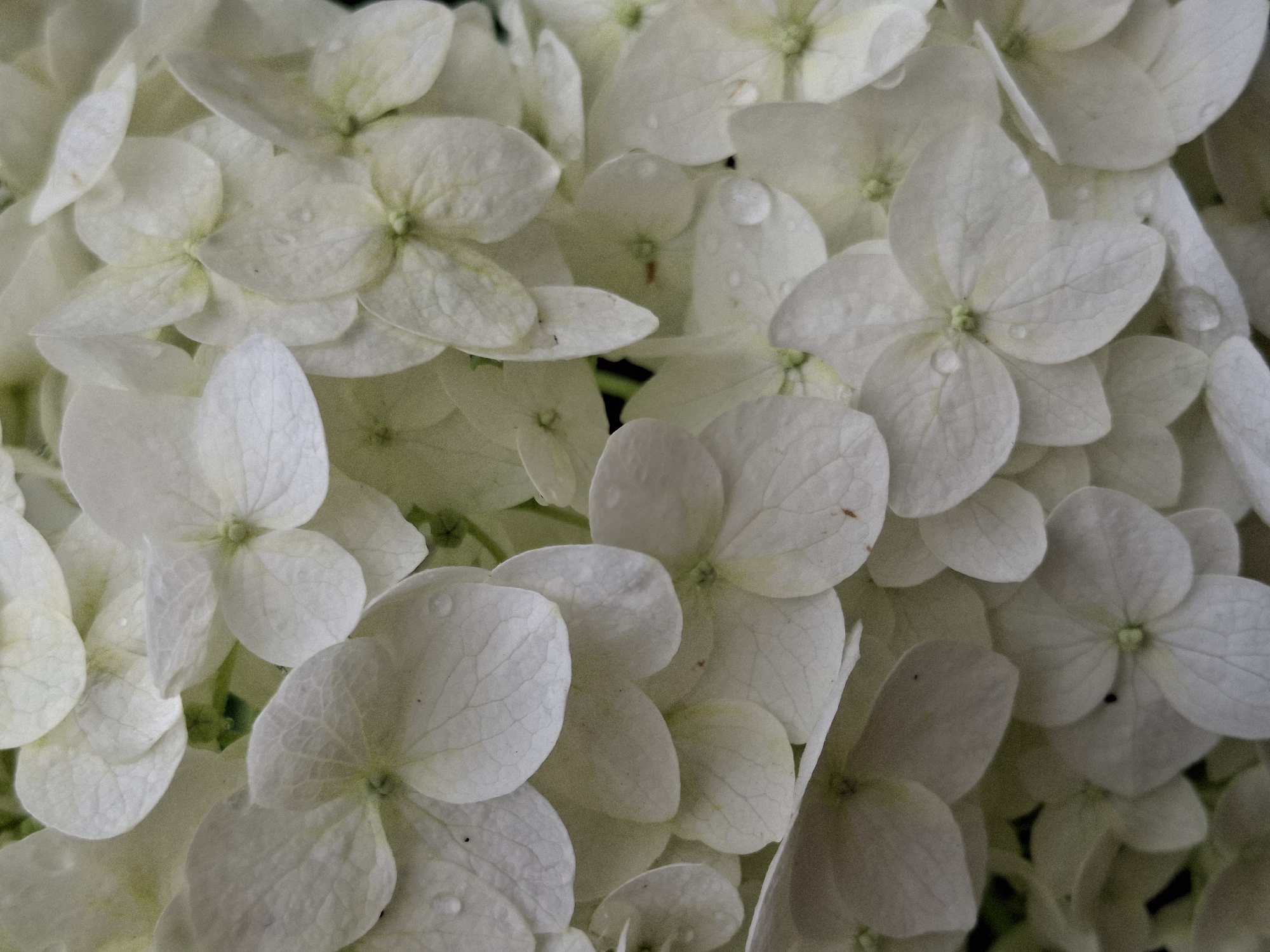This is a close-up, top-down photograph of a cluster of white hydrangeas. The flowers are densely packed, with their large, petal-like sepals overlapping each other. Many of the sepals have delicate veins visible, and some are slightly cupped, revealing a pale green center. A few tiny water droplets are scattered across the surfaces of the petals, suggesting recent rain or dew. The lighting is soft and diffused, creating subtle shadows and highlighting the delicate texture of the flowers. The background is dark and out of focus, which makes the white hydrangeas stand out prominently. There is no text visible in the image. The scene evokes a sense of natural beauty and tranquility, focusing on the intricate details of the blossoms. The location context of Chaikovsky, Russia, hints at a temperate climate where hydrangeas are likely to be in bloom during warmer months.