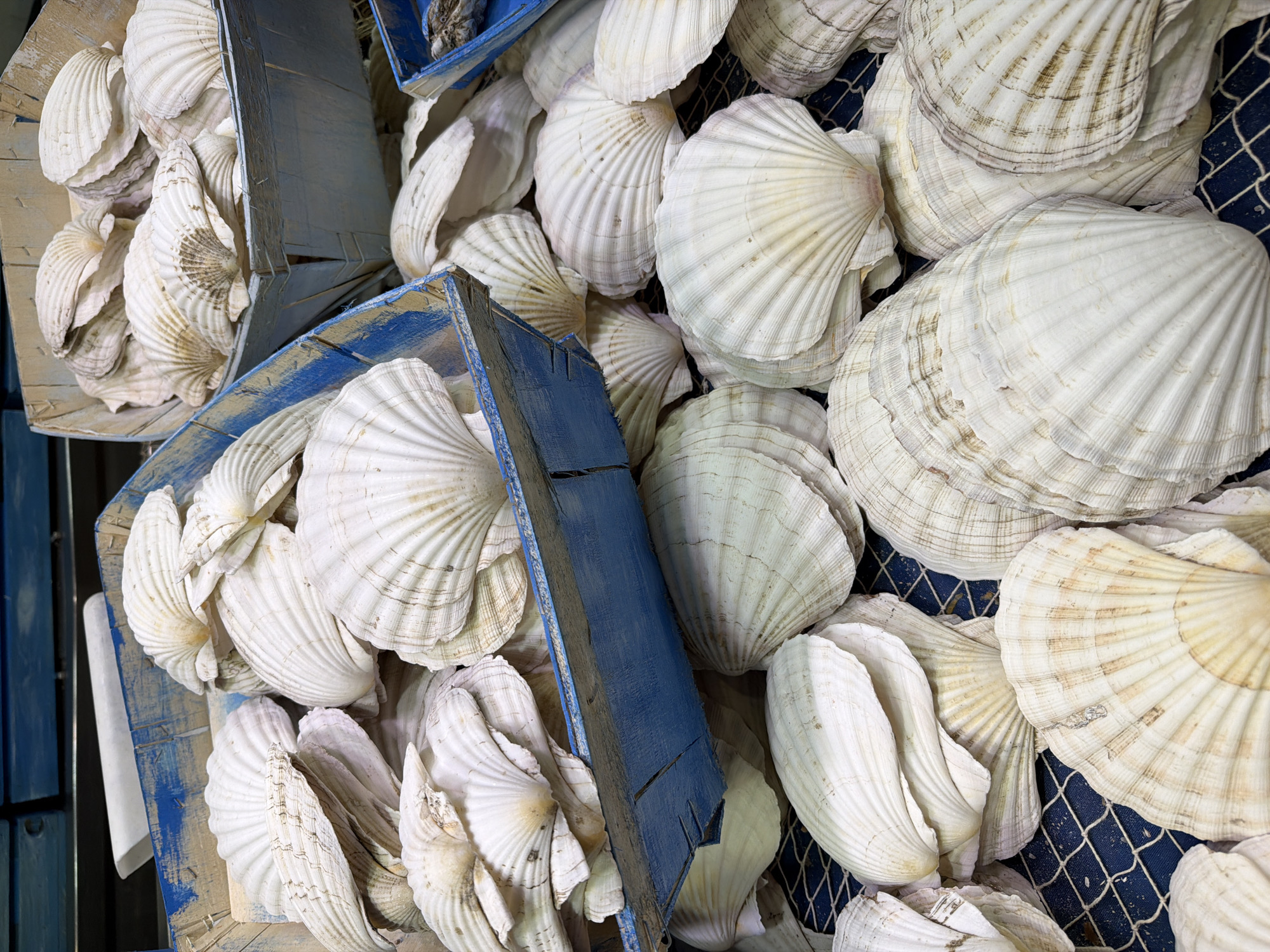 The image shows an overhead shot of a collection of scallop shells. Some of the shells are piled into aged, blue-painted wooden crates. Others are arranged on a dark blue surface with a white net pattern. There is no evidence of a location in Barcelona, Spain, nor of any people, actions, or interactions.