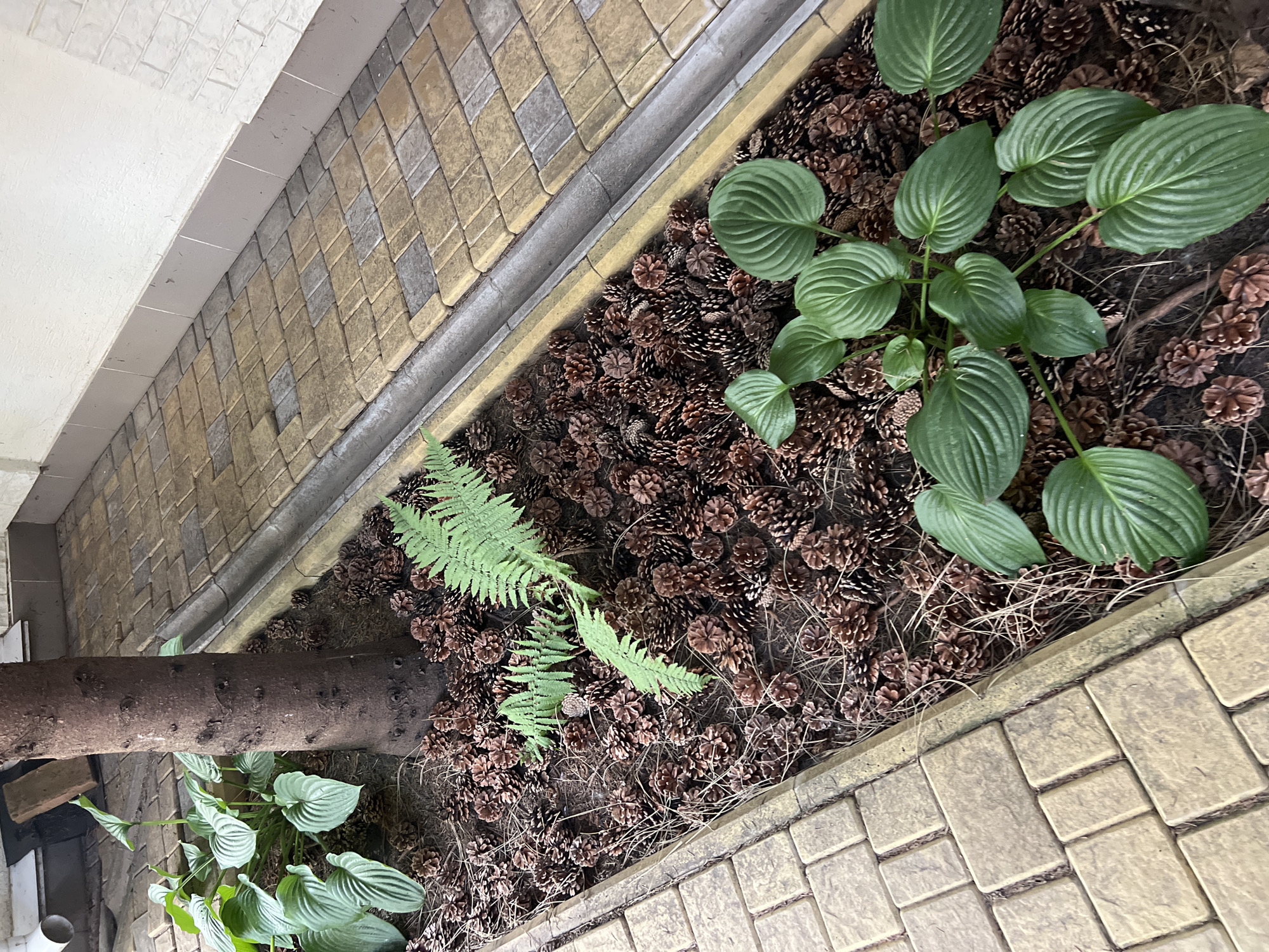 The image shows a tree trunk with green foliage and ferns growing around its base. The ground is covered in pine cones. A paved walkway runs alongside the garden bed. The scene is located in Fontanka, Ukraine. There are no people visible in the image.