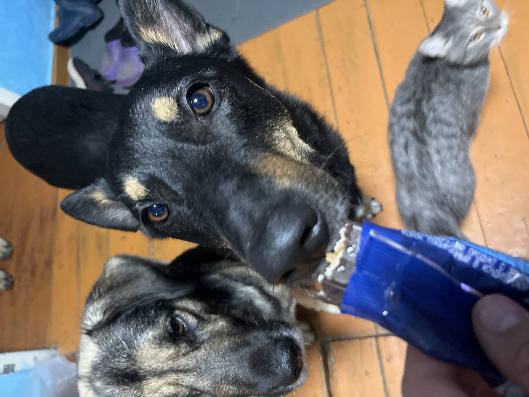 In Nizhny Tagil, Russia, two dogs and a cat are gathered around a person holding a partially unwrapped chocolate bar. The scene takes place indoors, on a wooden floor. The dogs, one black and tan and the other brindle, are close to the chocolate, with their noses sniffing it. A grey tabby cat is lying on the floor in the background, observing the scene. The environment appears to be a residential space.
