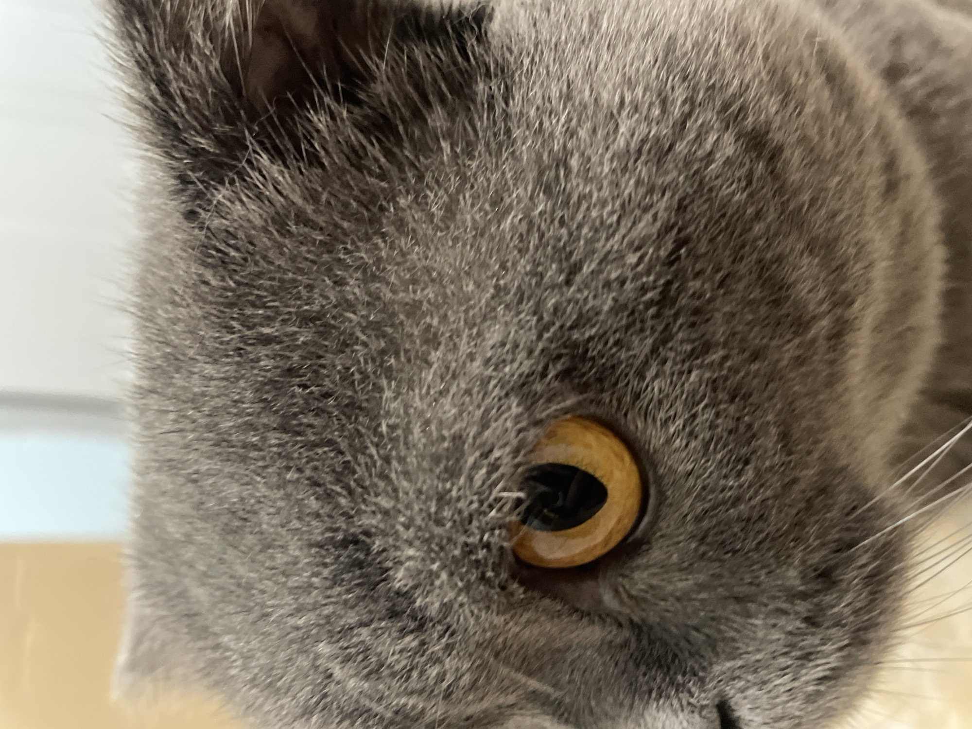 A close-up, head-and-shoulders shot captures the left side of a grey cat's face. The cat's eye, a striking amber color with a dark pupil, is the focal point. Its fur is short and dense, with variations in grey tones creating subtle patterns. Whiskers are visible, extending from the muzzle. The background is softly blurred, suggesting an indoor environment with light-colored walls and a hint of a neutral-toned surface. The lighting appears natural, highlighting the texture of the cat's fur and the glint in its eye.