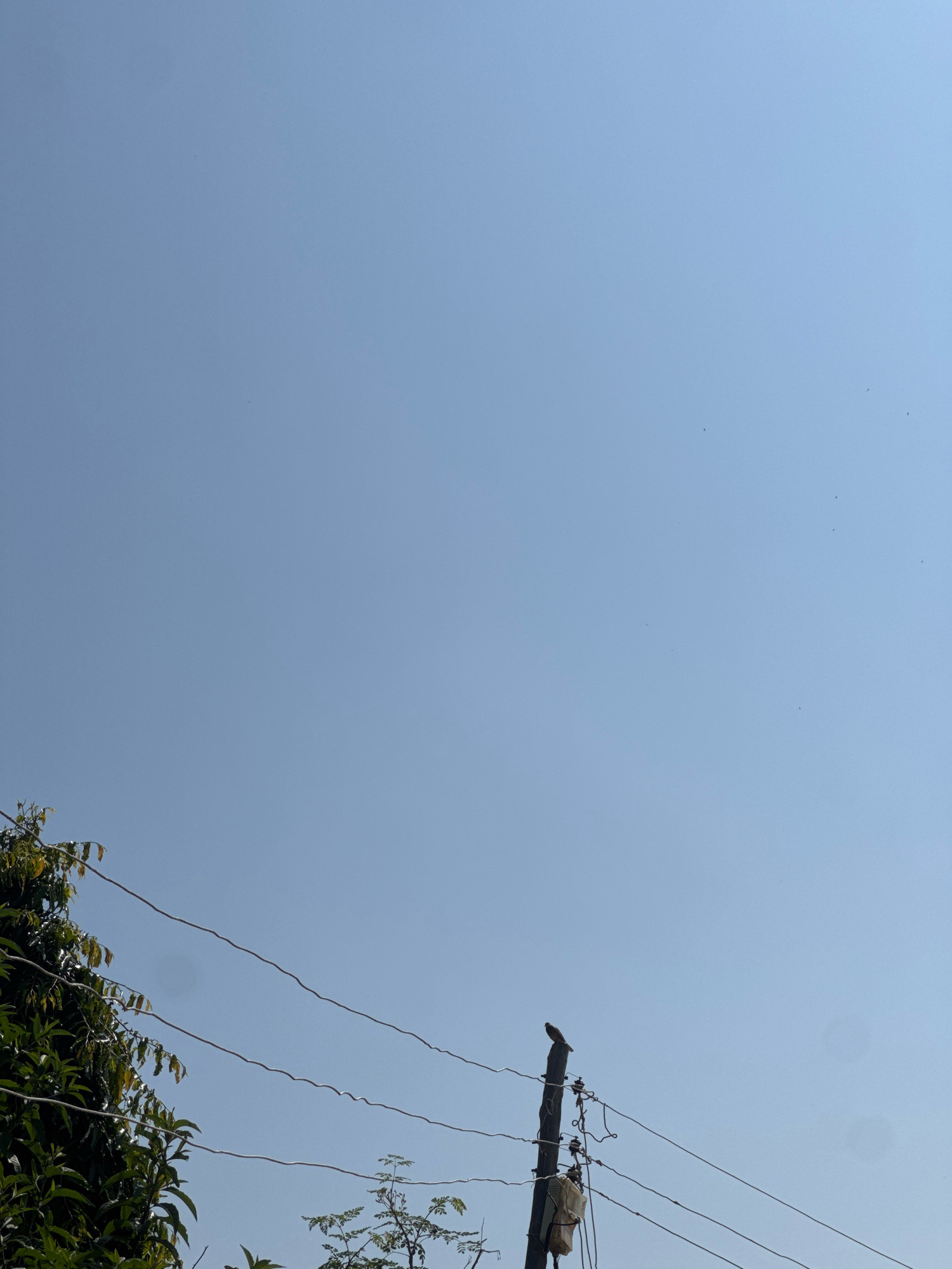A bird is perched on a wooden utility pole against a clear blue sky. Power lines are strung between the pole and other unseen structures, and wires are also visible extending to the left, where they run behind a cluster of green leafy trees. Some small, dark shapes, possibly birds in flight, are scattered across the sky.