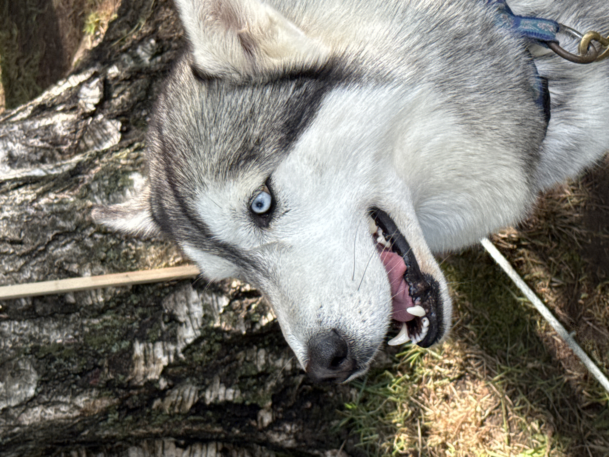 A close-up, rotated image shows a Siberian Husky laying on its side next to a log and a grassy area. The dog has grey and white fur, and blue eyes. It is wearing a blue collar with a gold ring attached. The dog's mouth is slightly open, revealing pink gums and white teeth. The log is textured with dark and light patterns and looks like a cross-section cut piece. Grass is visible to the right of the log and the dog. A thin white rope lies in the grass. Location details are unavailable.