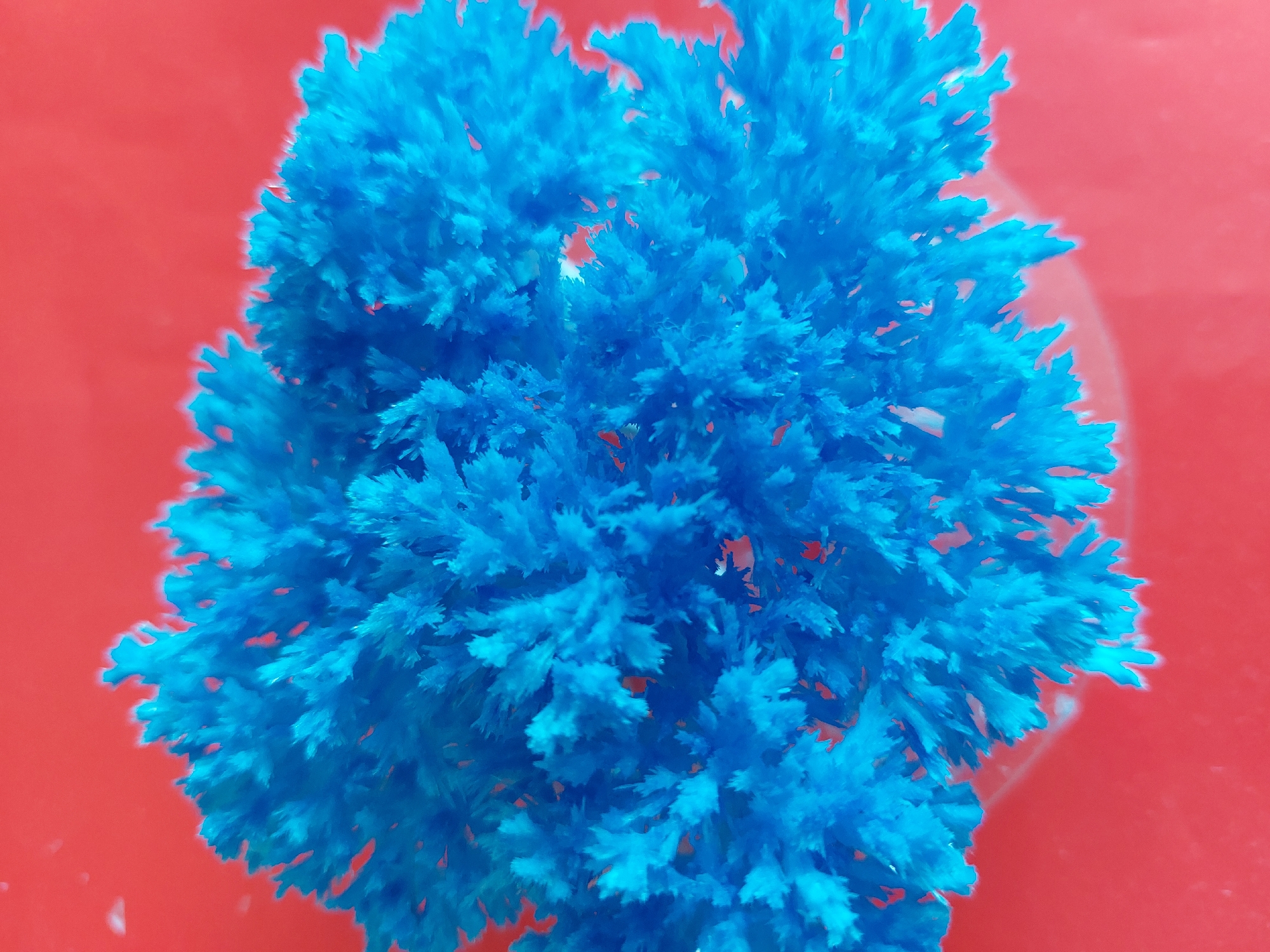 The image shows a clump of blue crystals arranged in a roughly circular shape, set against a red background. The crystals appear to be clustered and have a feathery or branching structure. The overall composition is an overhead shot, giving a close-up view of the crystals. There is no evidence of people or the city of Chaikovsky in the image.