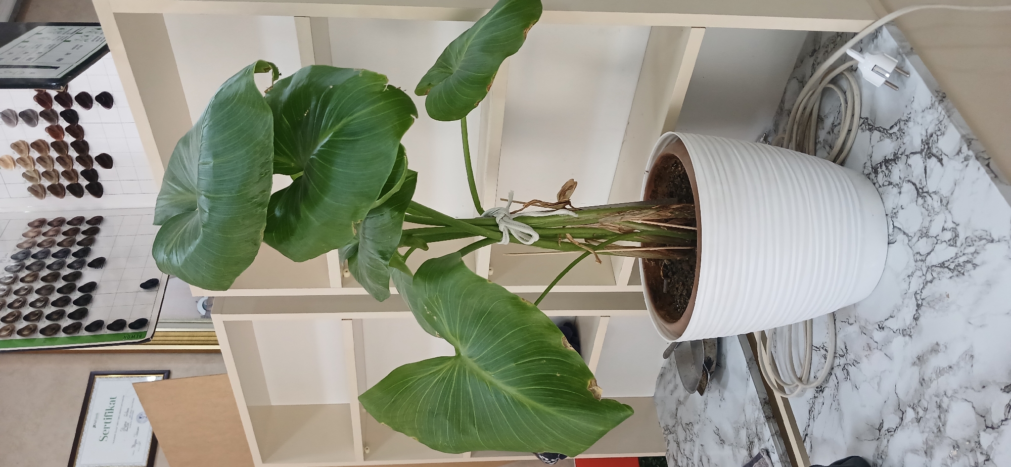 The image depicts an indoor scene, likely a salon or a home with a professional setup, based on the hair color charts visible in the background and a framed "Sertifikat" (certificate). A potted plant with large, green, heart-shaped leaves, tied with white twine, is centrally placed on a marble-patterned surface. The plant is in a white, ribbed pot. To the left of the plant, a metal dish with a utensil is visible. A white electrical cord with a European-style plug snakes across the surface and partially disappears under the shelf. The background features white shelving units. The scene suggests a well-lit, organized environment. There are no people present in the image. The overall impression is one of domestic or commercial interior decoration with a focus on plant life and professional materials.