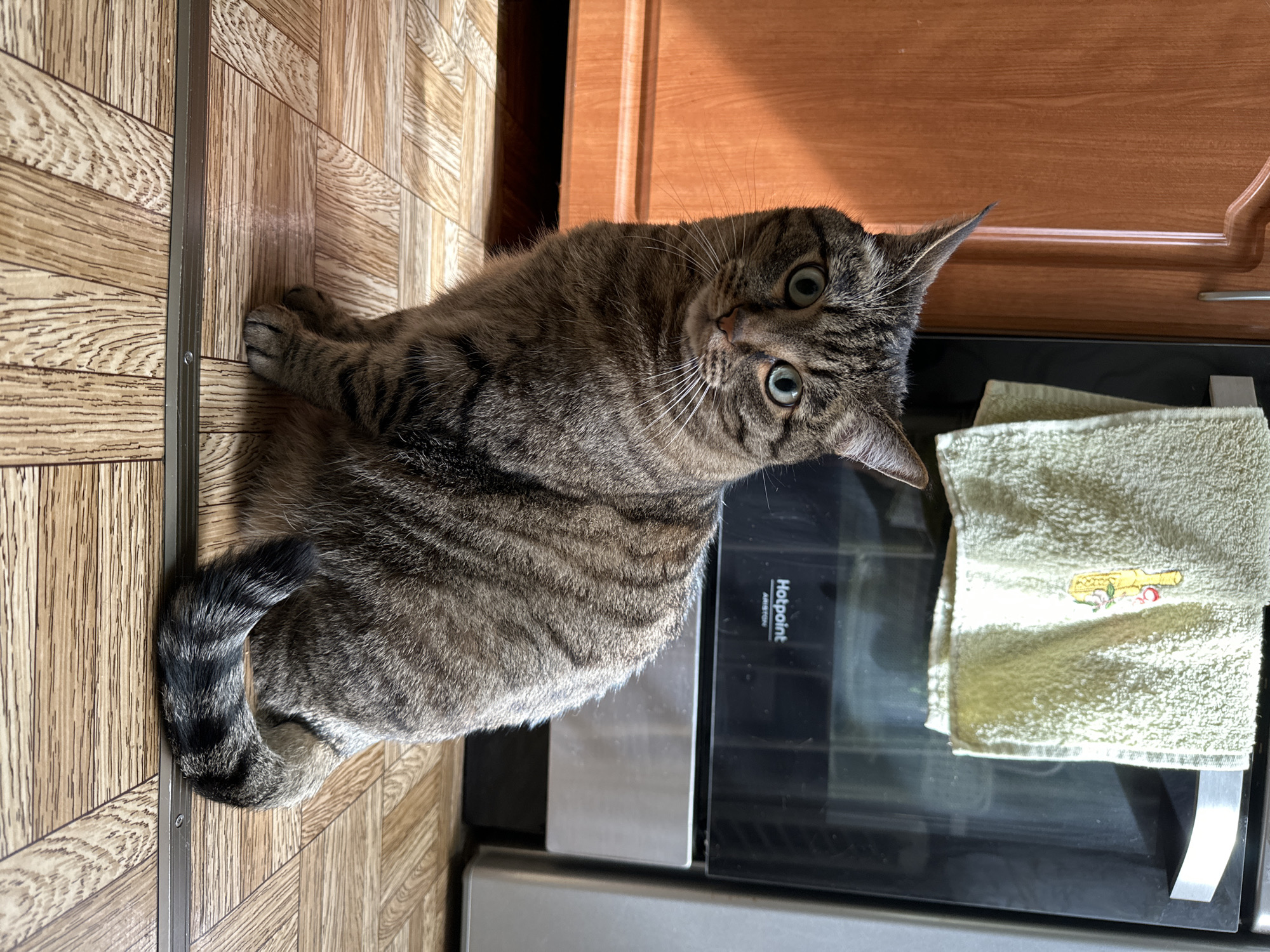 A tabby cat with light green eyes sits on a wooden floor in front of a kitchen oven. The cat is facing forward with its tail curled to its right. A light yellow dish towel with an embroidered yellow bottle hangs on the oven door. The kitchen appears to be in an apartment in the city of Kovdor, Russia, based on metadata.