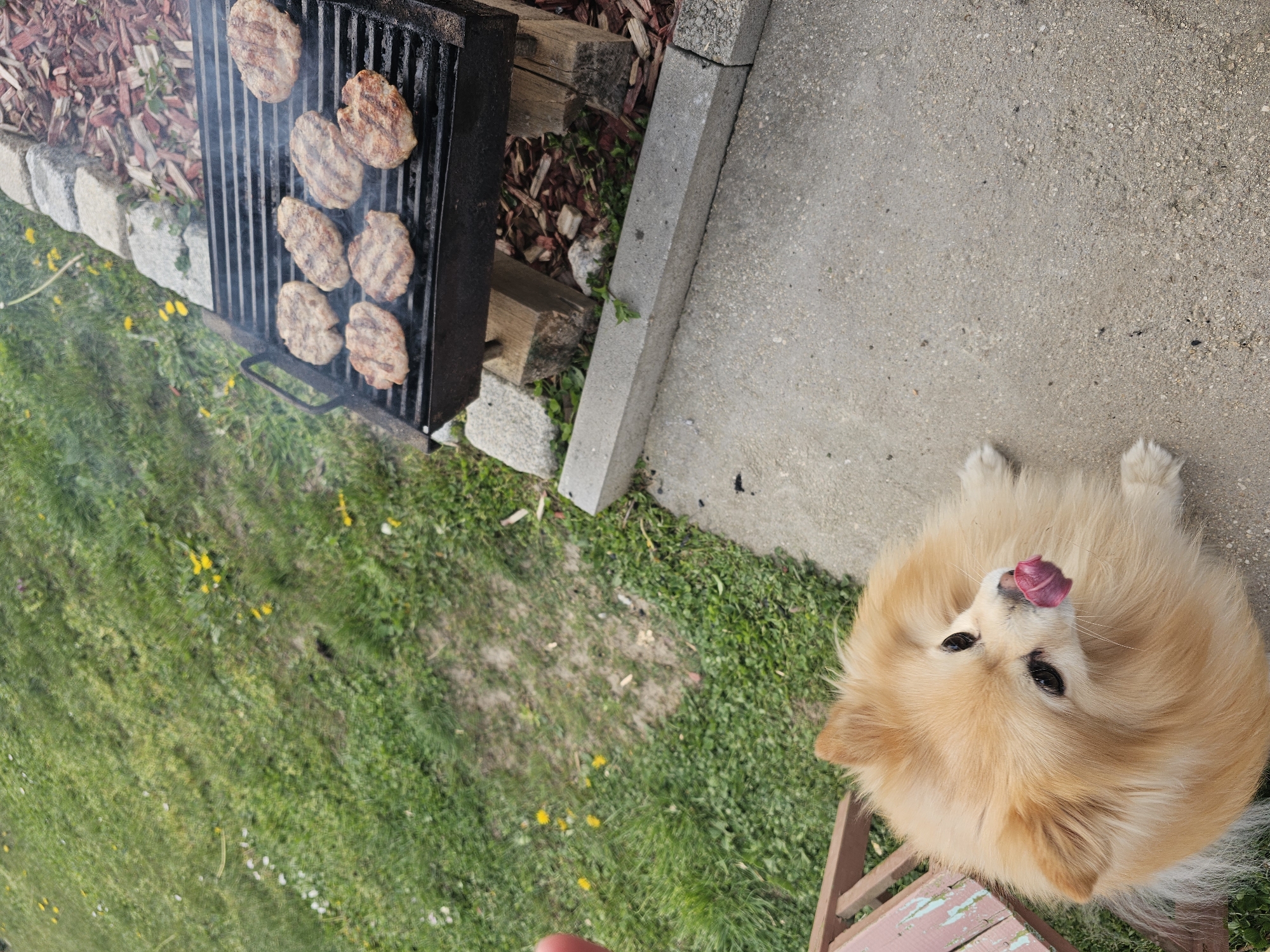 The image shows a barbecue grill with cooked patties on it, positioned on a stone and wood foundation, near a concrete surface and grassy area. A light brown dog with its tongue sticking out is seated in the lower right of the image. The location is not identified in the image.