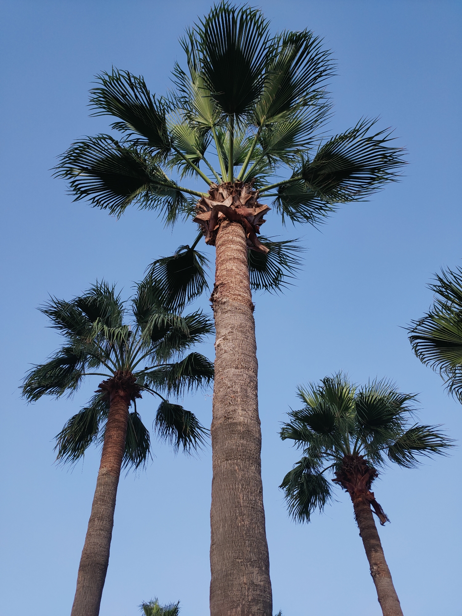 The image shows a low-angle view of several palm trees against a clear blue sky. The central palm tree is the tallest and widest, with its fronds fanned out at the top. To its left and slightly further back is another palm tree, and to the right and further back is a third palm tree. A fourth palm tree is visible in the upper right corner, and a hint of a fifth palm tree can be seen at the bottom center. The bark of the palm trees is rough and textured, with shades of brown and grey. The scene is likely located outdoors in Nabeul, Tunisia, given the presence of numerous palm trees and the clear, bright sky, typical of the region's climate. There are no people or animals visible in the image, and no discernible actions or interactions are taking place. The environment is characterized by the natural elements of palm trees and sky.