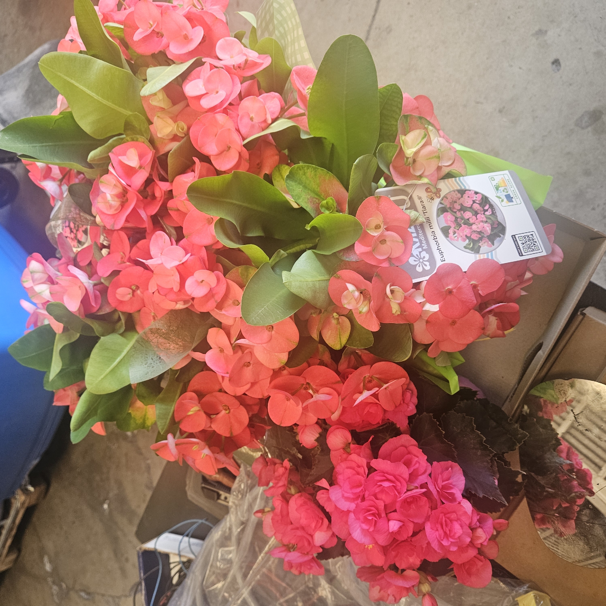 This media file features a close-up, overhead view of a bouquet of pink and coral euphorbia milii flowers, commonly known as crown of thorns, accompanied by dark green leaves. The flowers are clustered together, creating a vibrant and dense display. Nestled within the bouquet, on a label, is an image of pink euphorbia milii flowers and text. The label reads: "Euphorbia milii 'Traiara®'" and "GARDEN FAVOURITES". There is also a QR code on the label. The bouquet is presented in a brown cardboard box, with parts of other objects, possibly more plants or garden supplies, visible around it. The background appears to be a concrete floor or surface. The lighting suggests it is daytime, possibly outdoors or in a well-lit indoor space. There are no people visible in the image. The overall scene depicts a collection of plants, likely for sale or display.