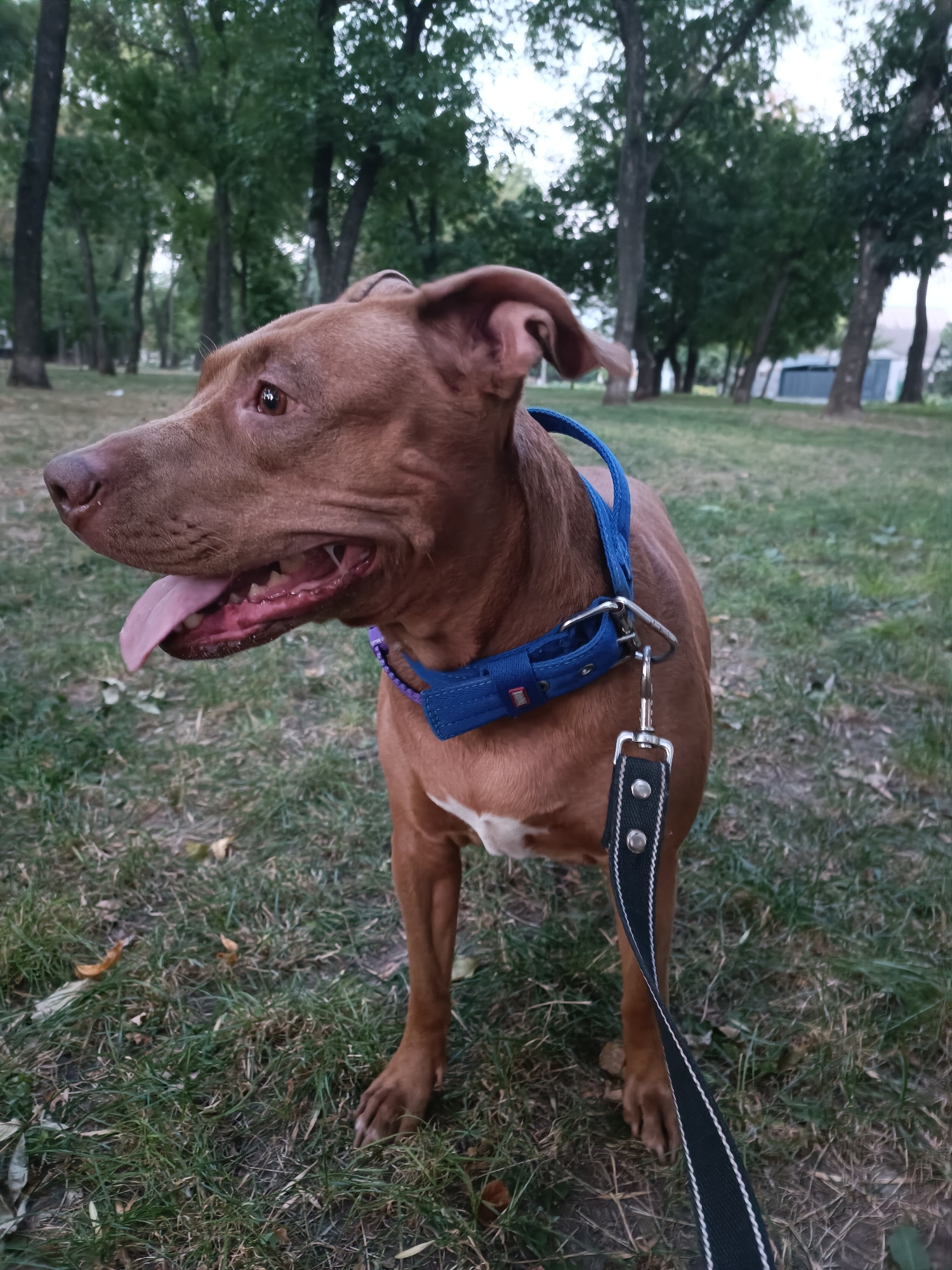 A brown pit bull dog with a blue collar and leash stands on grass in a park. The dog's mouth is open, and its tongue is sticking out. Trees and a building are visible in the background. The image was taken in the city of Zaporizhzhia, Ukraine.