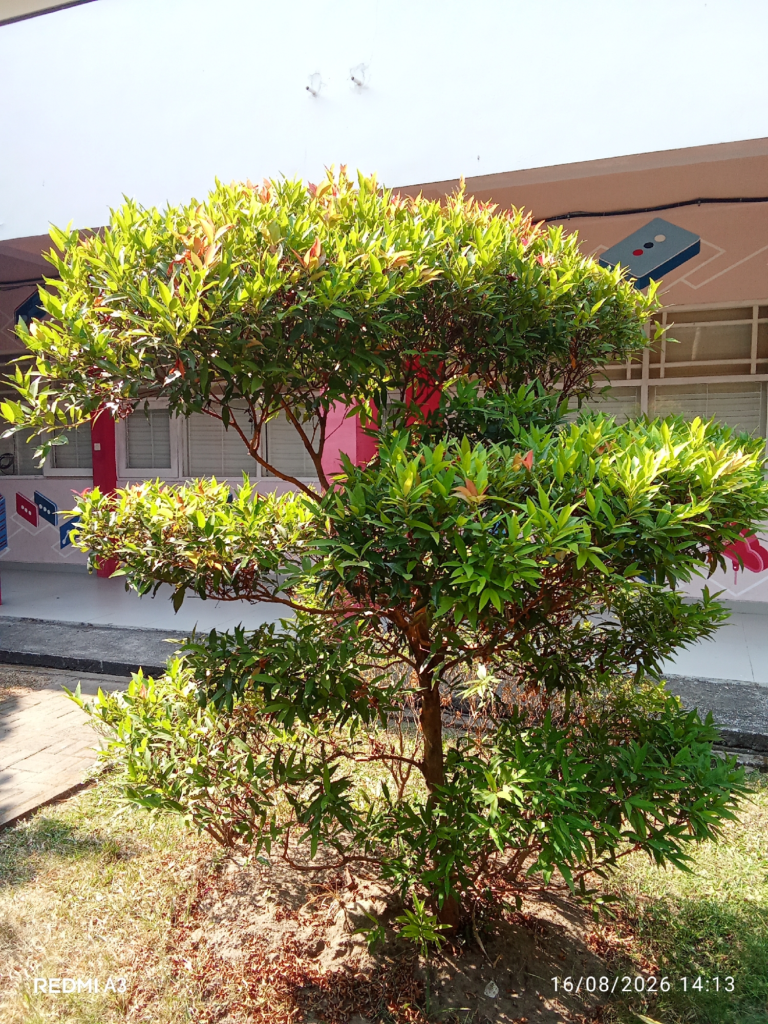 A medium shot captures a trimmed, leafy plant with reddish-green foliage and thin brown branches. The plant stands in sunlit, dry grass with scattered fallen leaves at its base. Behind the plant, a light-colored building with a beige upper section and pink lower section is visible. The building's facade features windows with white blinds and colorful graphics, including what appears to be a stylized domino or remote control on the upper beige section. A paved walkway runs alongside the building, and the ground in front of the plant is covered with dry grass and dark soil. The timestamp "16/08/2026 14:13" is present in the lower right corner, and "REDMI A2" is in the lower left, suggesting the image was taken on this date at this time with a Redmi A2 phone. The scene appears to be outdoors, possibly in a school or public building's grounds, in Surakarta, Indonesia.