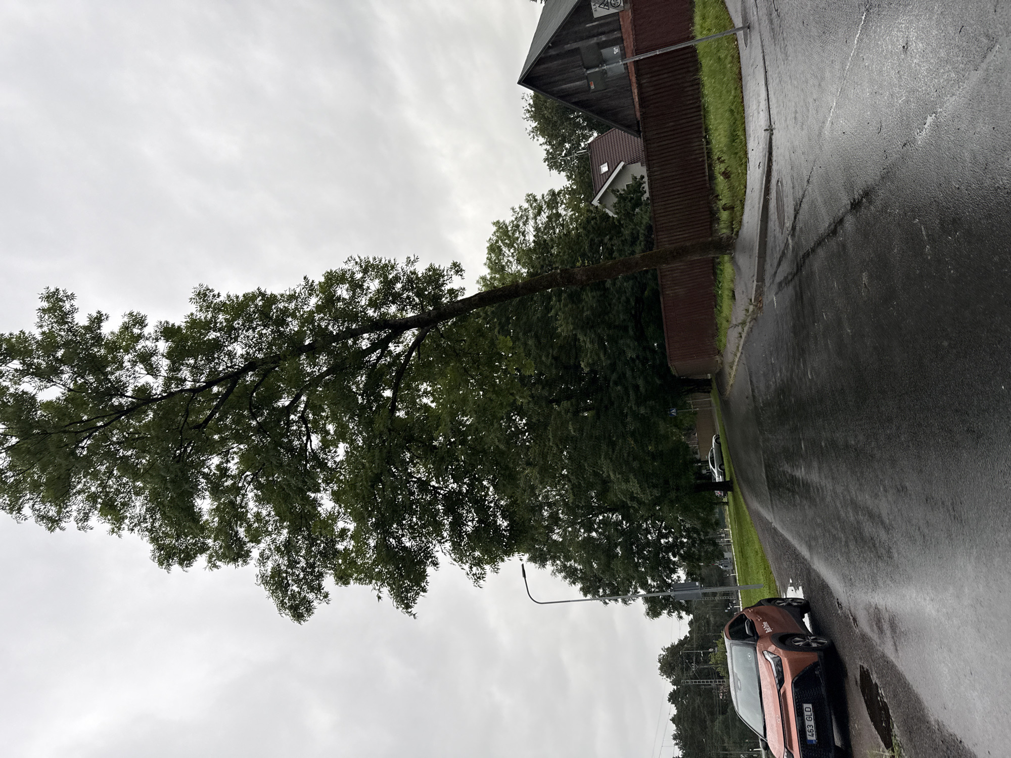The image depicts a street scene in Tallinn, Estonia on an overcast day. A wet asphalt road dominates the foreground, reflecting the dull sky. On the left side of the road, a small, orange hatchback car with license plate "463 GLO" is parked. Next to the car, a street lamp with a curved pole stands. Tall trees with dense green foliage line the road, one of which leans significantly over the asphalt. In the background, a brown wooden fence separates the road from a residential area with houses, one of which has a dark wooden, gabled roof. The overall atmosphere is subdued, likely due to the cloudy weather and wet conditions, suggesting it may have recently rained or is still raining lightly. The location appears to be a suburban or semi-rural area within Tallinn.