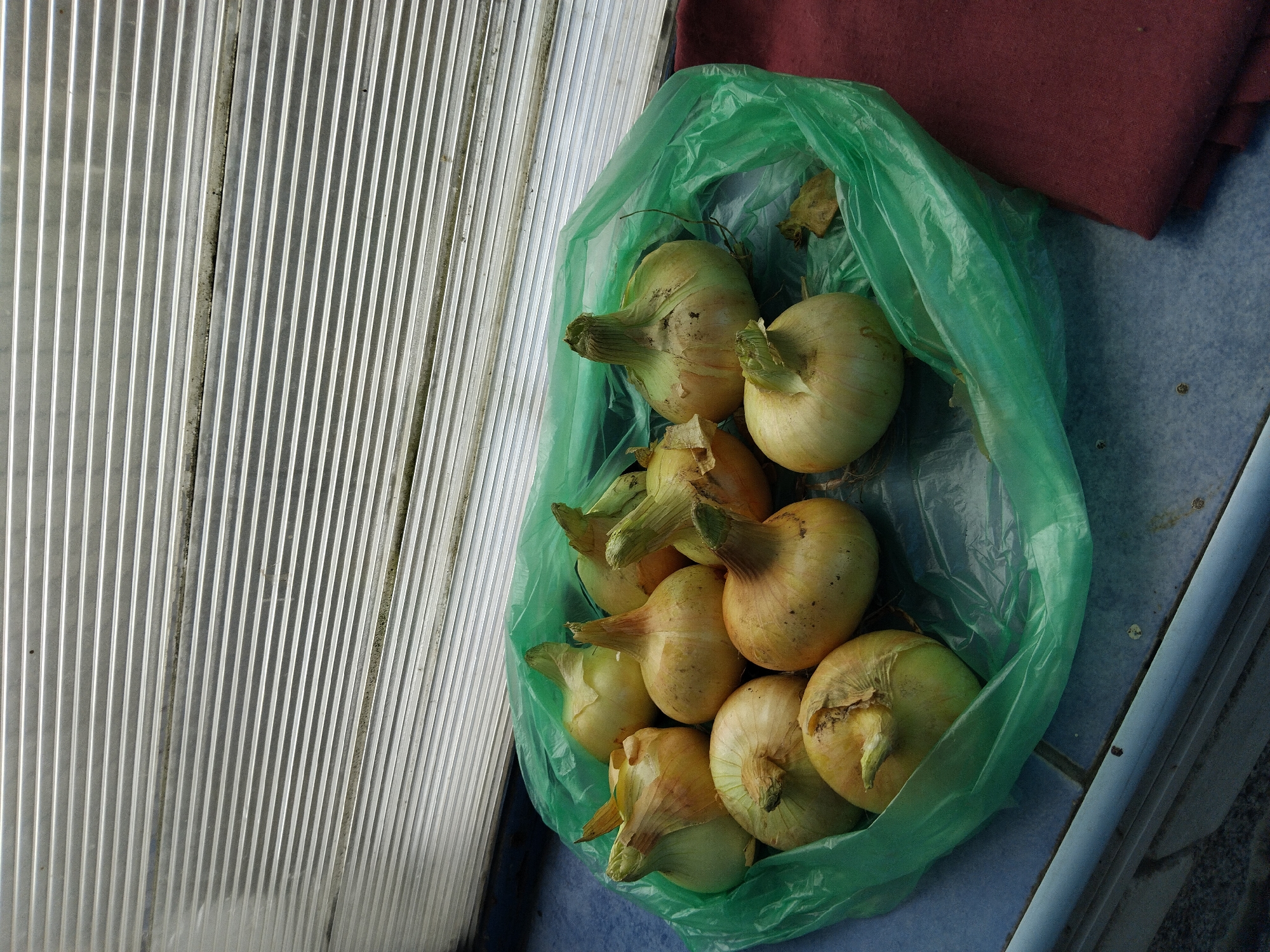 A light green plastic bag filled with approximately twelve yellow onions rests on a tiled surface next to a burgundy cloth. The onions vary in size and shape, some with visible roots and dry skins. The tiled surface appears to be blue and speckled grey, and it is bordered by a dark grey material. In the background, a series of parallel, horizontal silver slats are visible. This scene is located outdoors, on a surface that could be a ledge or windowsill, with the slats suggesting it is positioned beneath a structure like a covered walkway or awning, possibly in an urban setting within Zhytomyr, Ukraine, as indicated by the provided information. There are no people or animals present in the image.