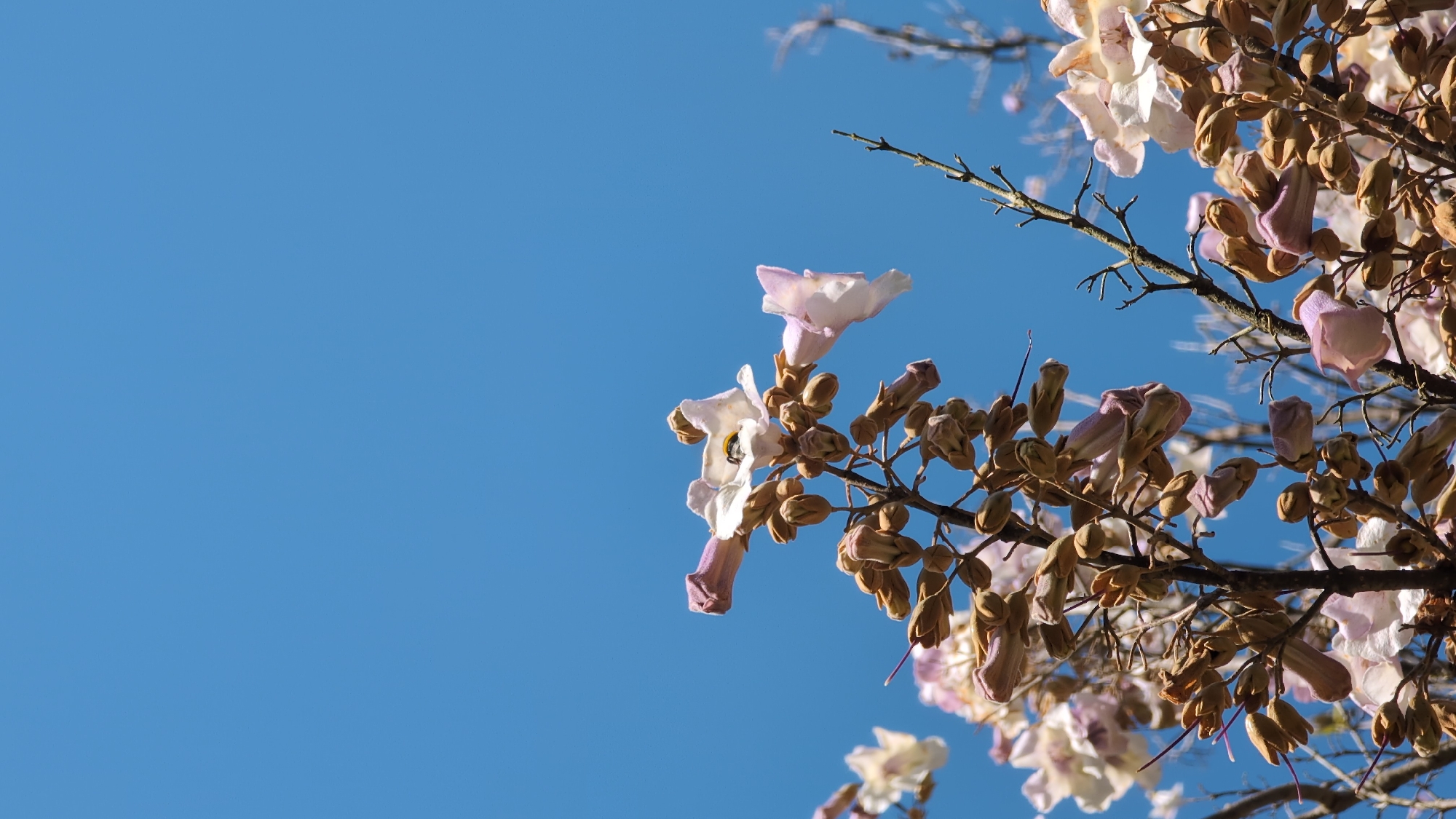 The image shows a tree branch with light pink and beige flowers against a clear blue sky. The blossoms are clustered together with some still in bud form. The tree appears to be in Batumi, Georgia, judging by the flora. The image captures a natural scene, likely in an urban setting.