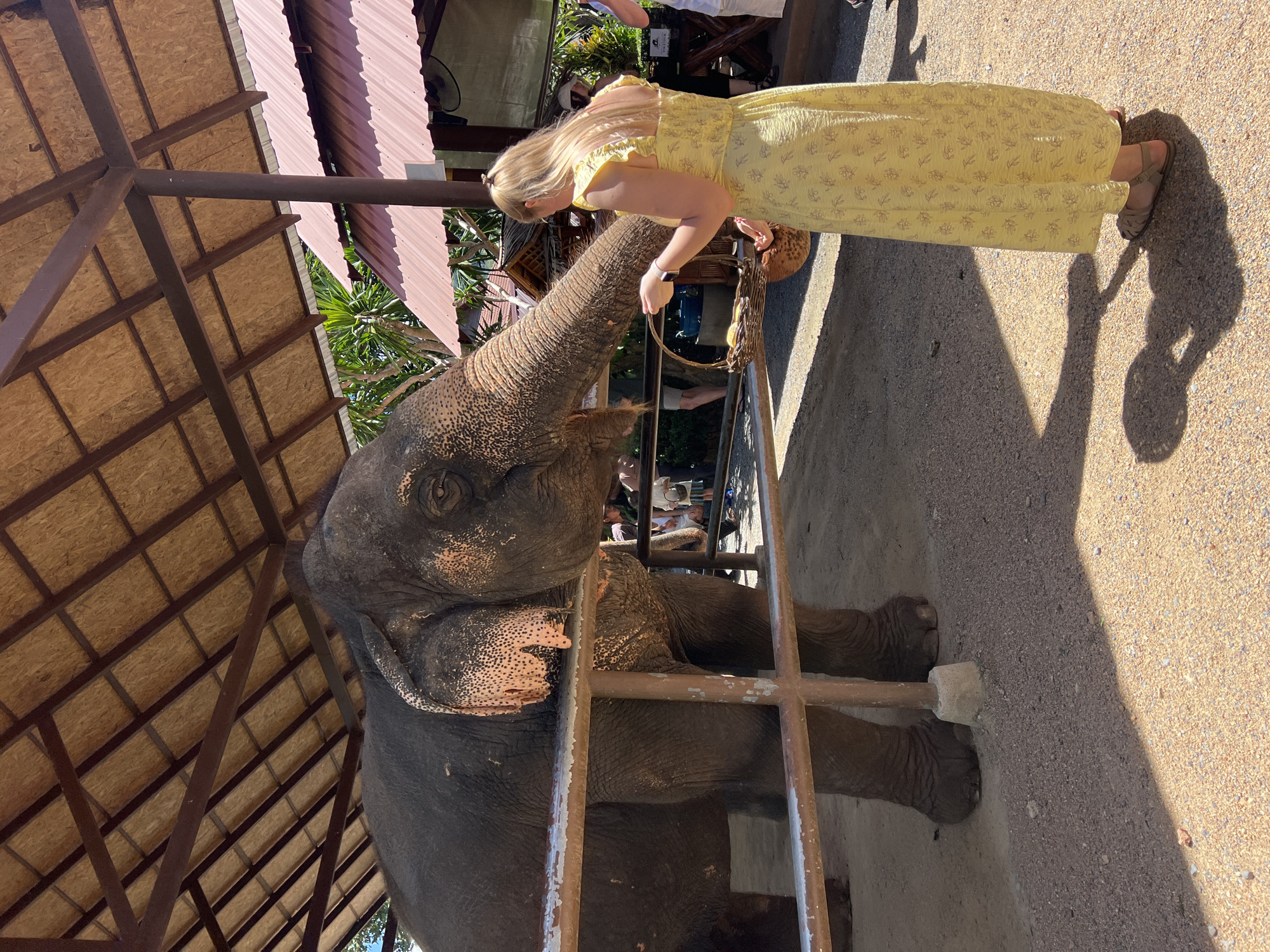 In Baan Thurian, Thailand, a blonde woman in a yellow dress is feeding an elephant under a partially covered shelter. The elephant is behind a metal fence.